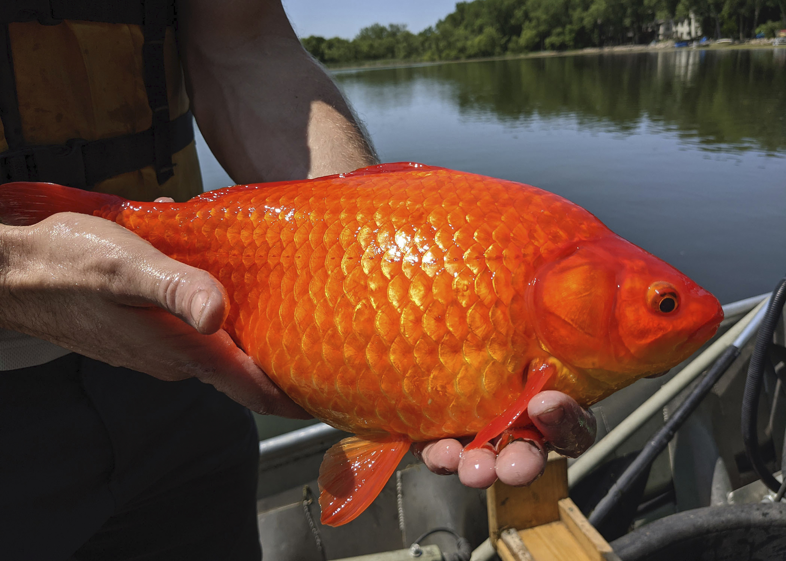 Newsela Unwanted pets Giant goldfish turn up in Minnesota waterways