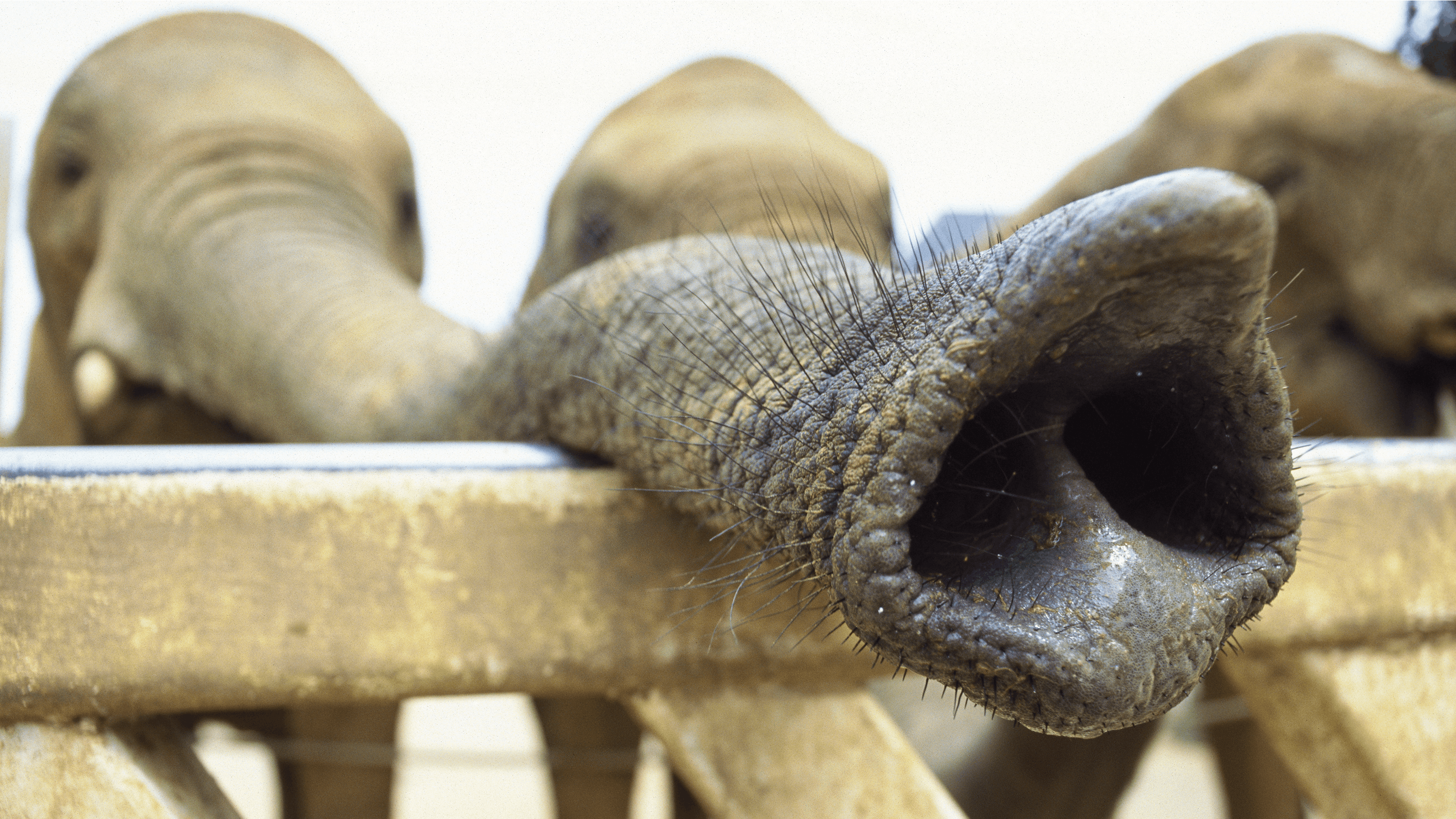 Newsela - Engineers surprised by the power of an elephant's trunk Newsela - Engineers surprised by the power of an elephant's trunk