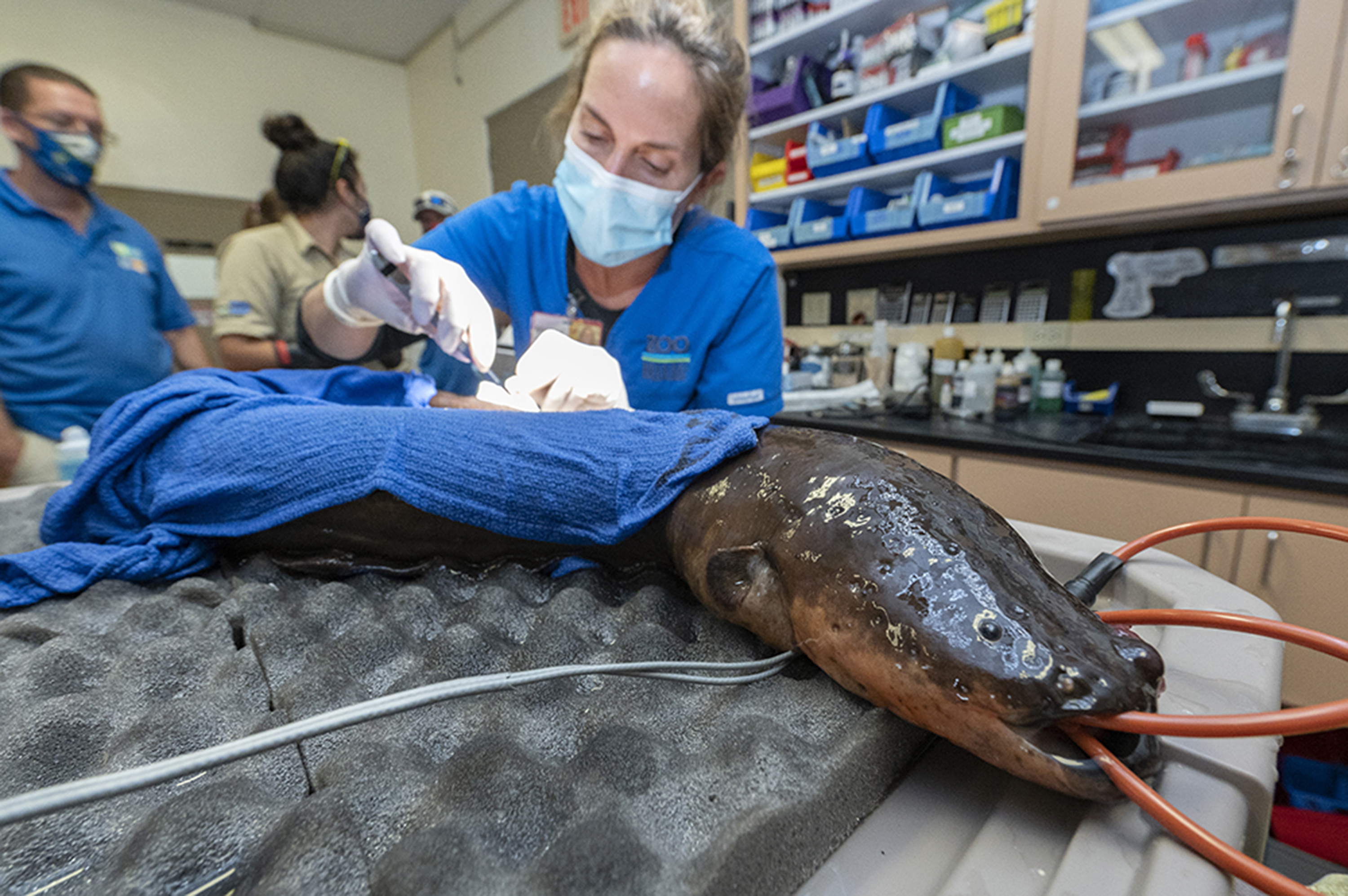 Newsela How does an electric eel get veterinary care at the zoo? Very