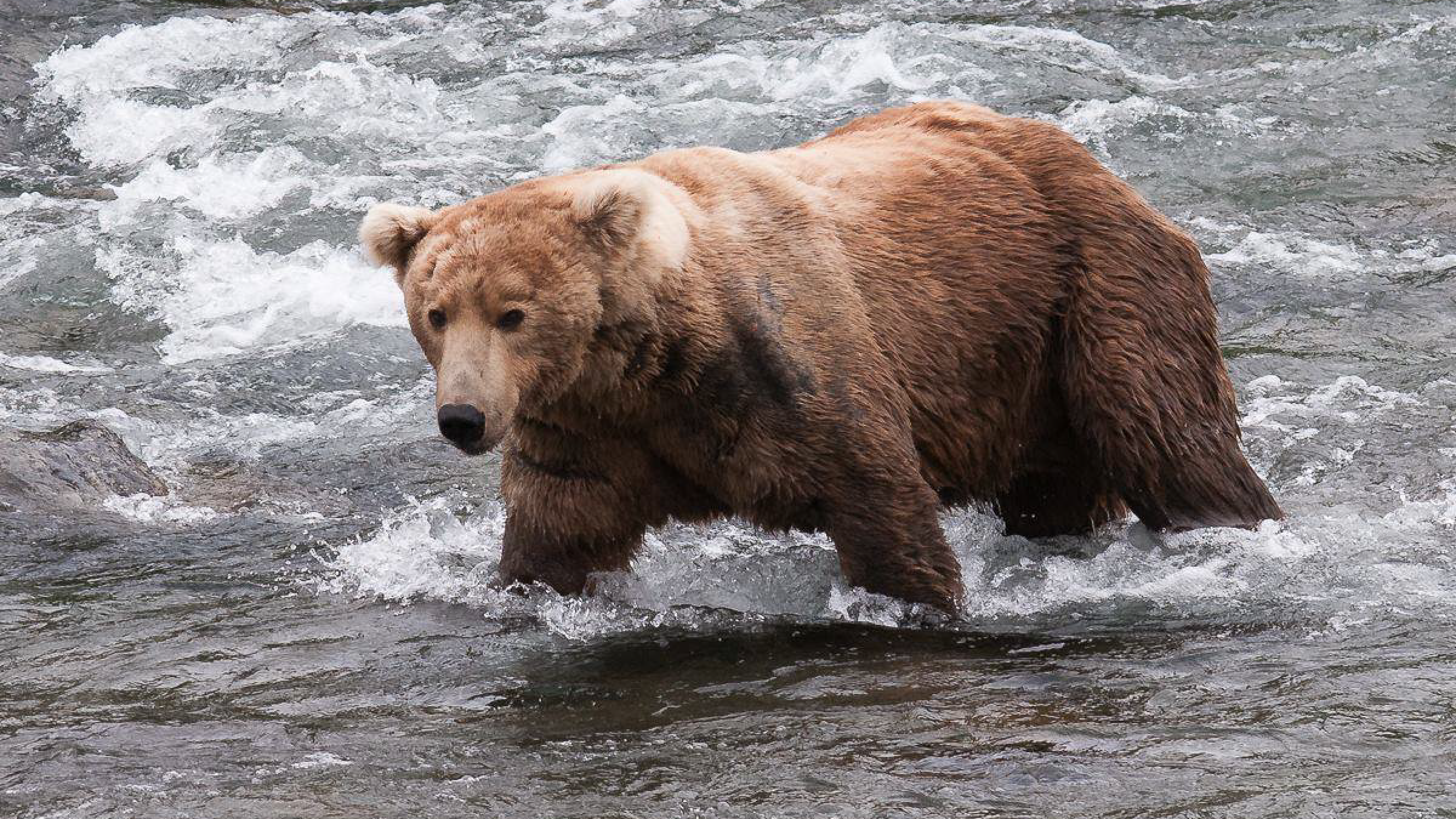 Newsela Ursus gluttonous maximus 480 Otis wins Alaska’s Fat Bear