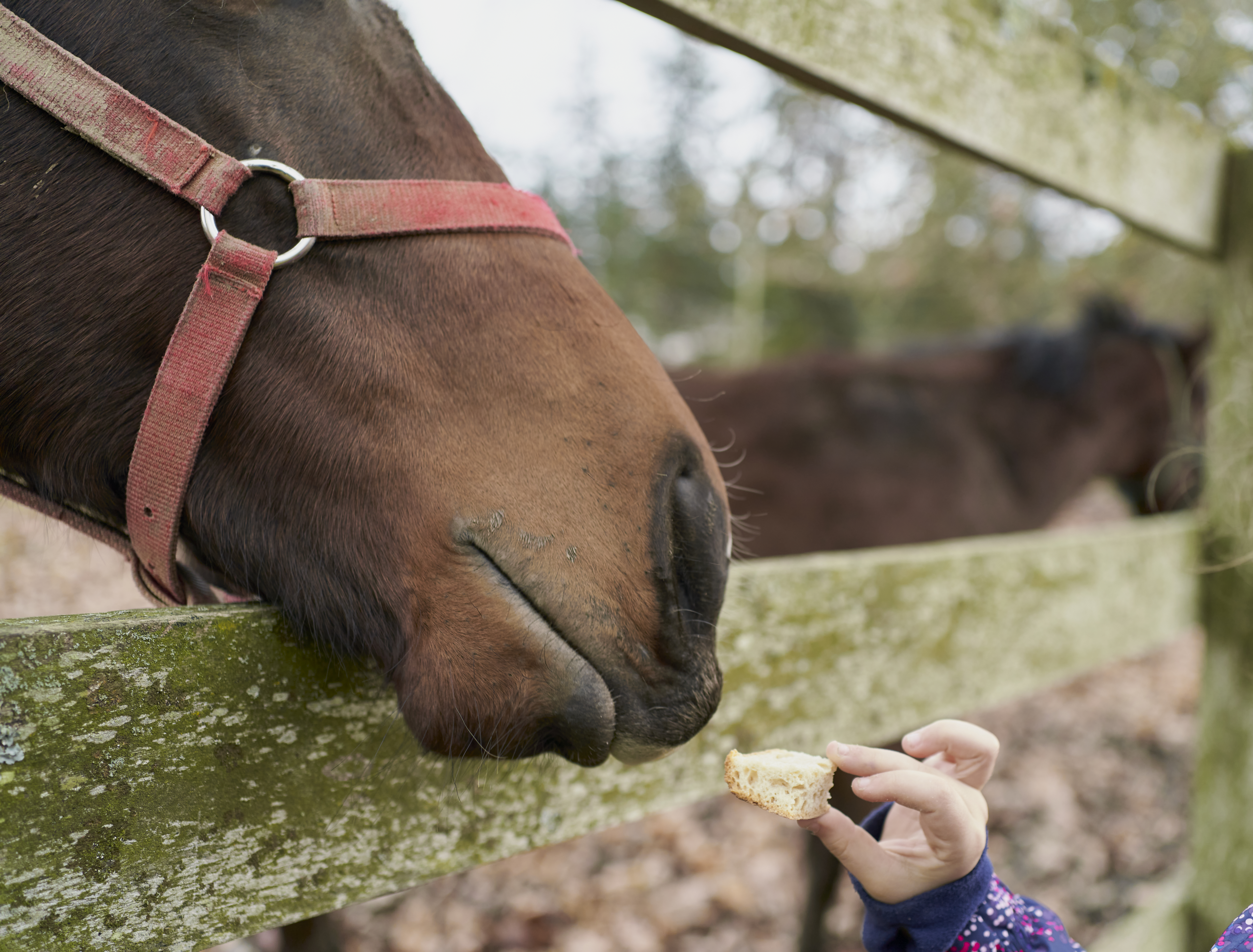 Newsela For centuries, English bakers’ biggest customers were horses