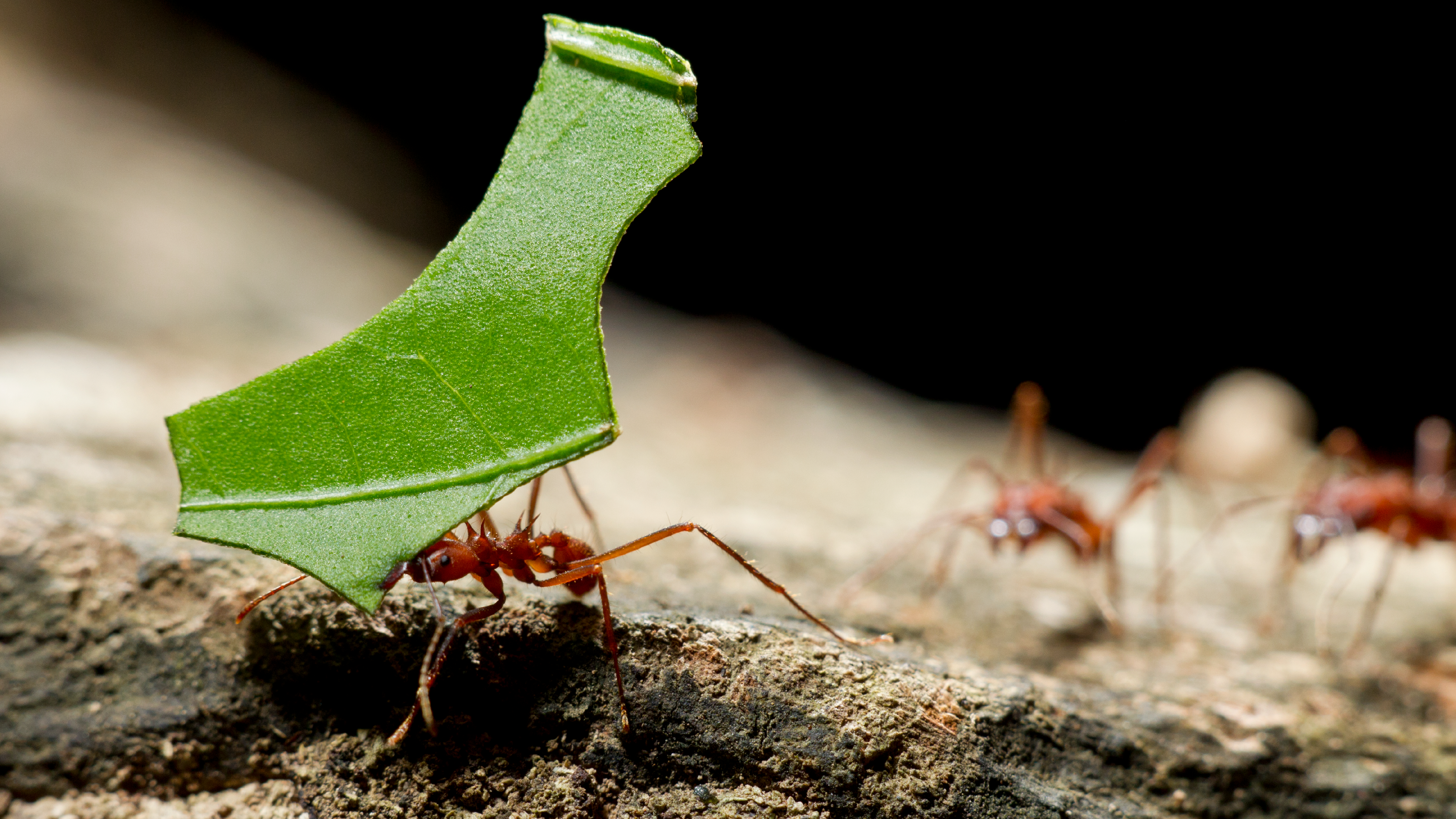 Newsela How many ants live on Earth? At least 20 quadrillion