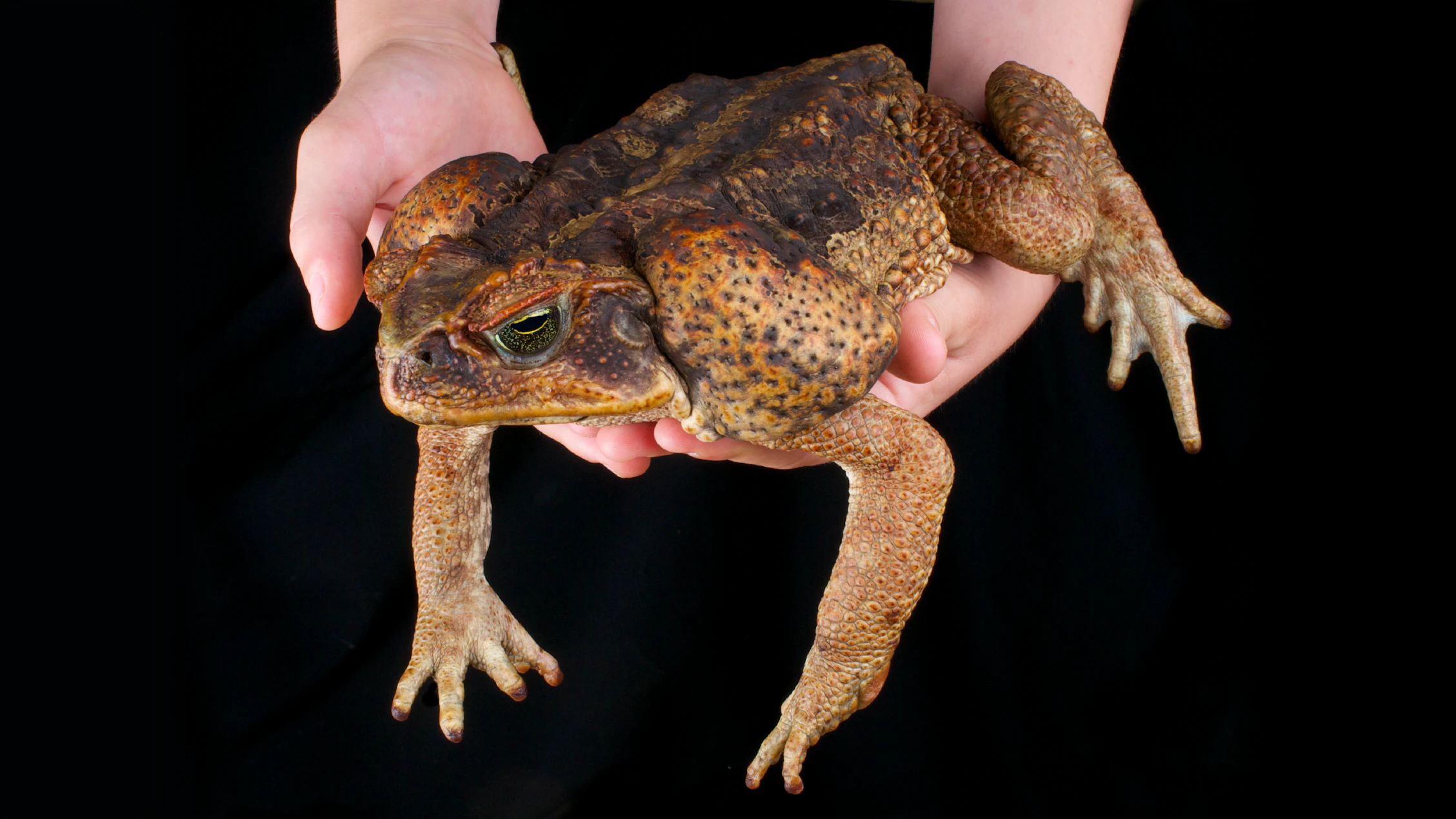 Toadzilla Size At almost 6 pounds, “Toadzilla” might be the largest toad ever found