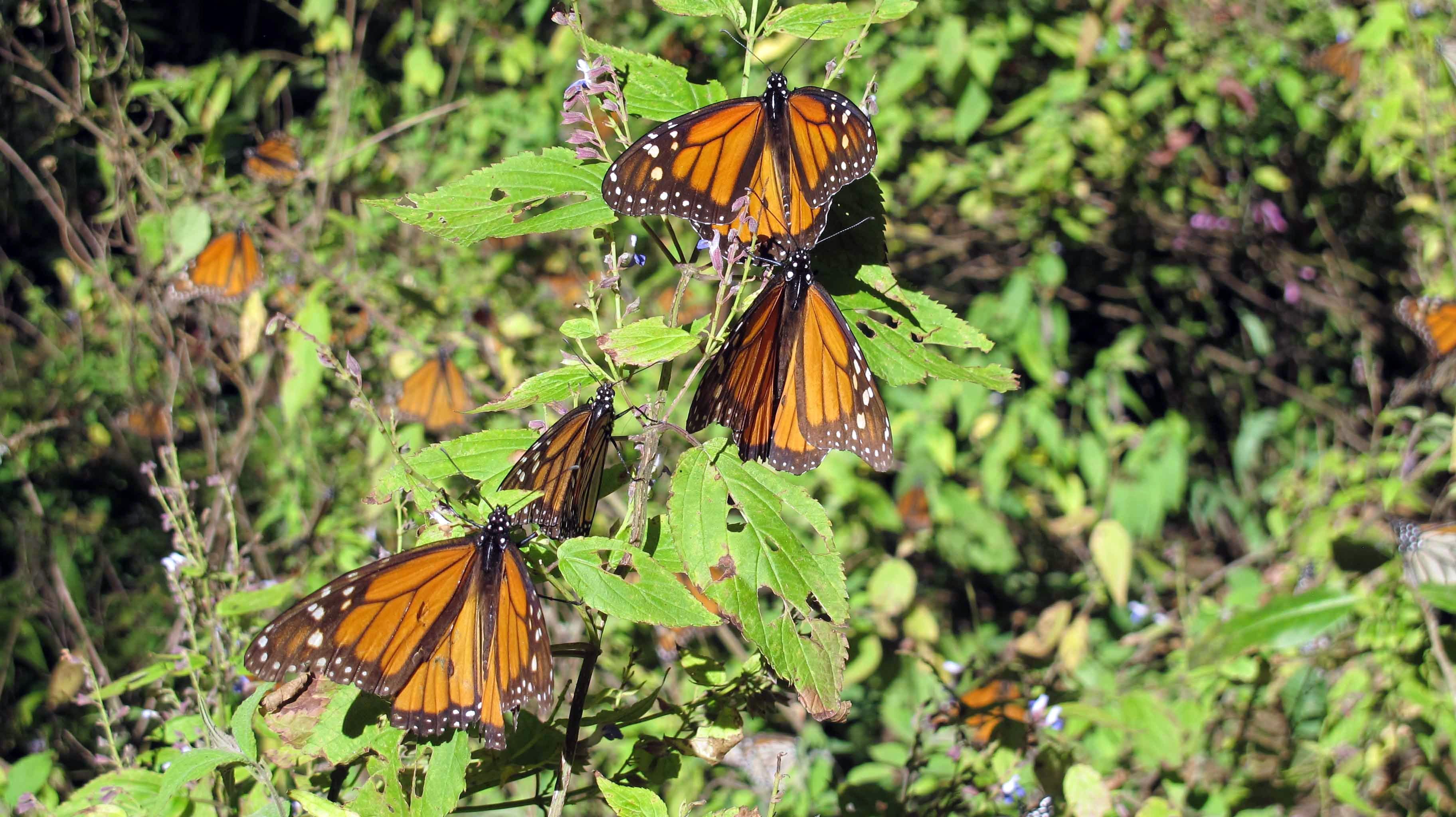Newsela Scientists worry over disappearing monarch butterfly