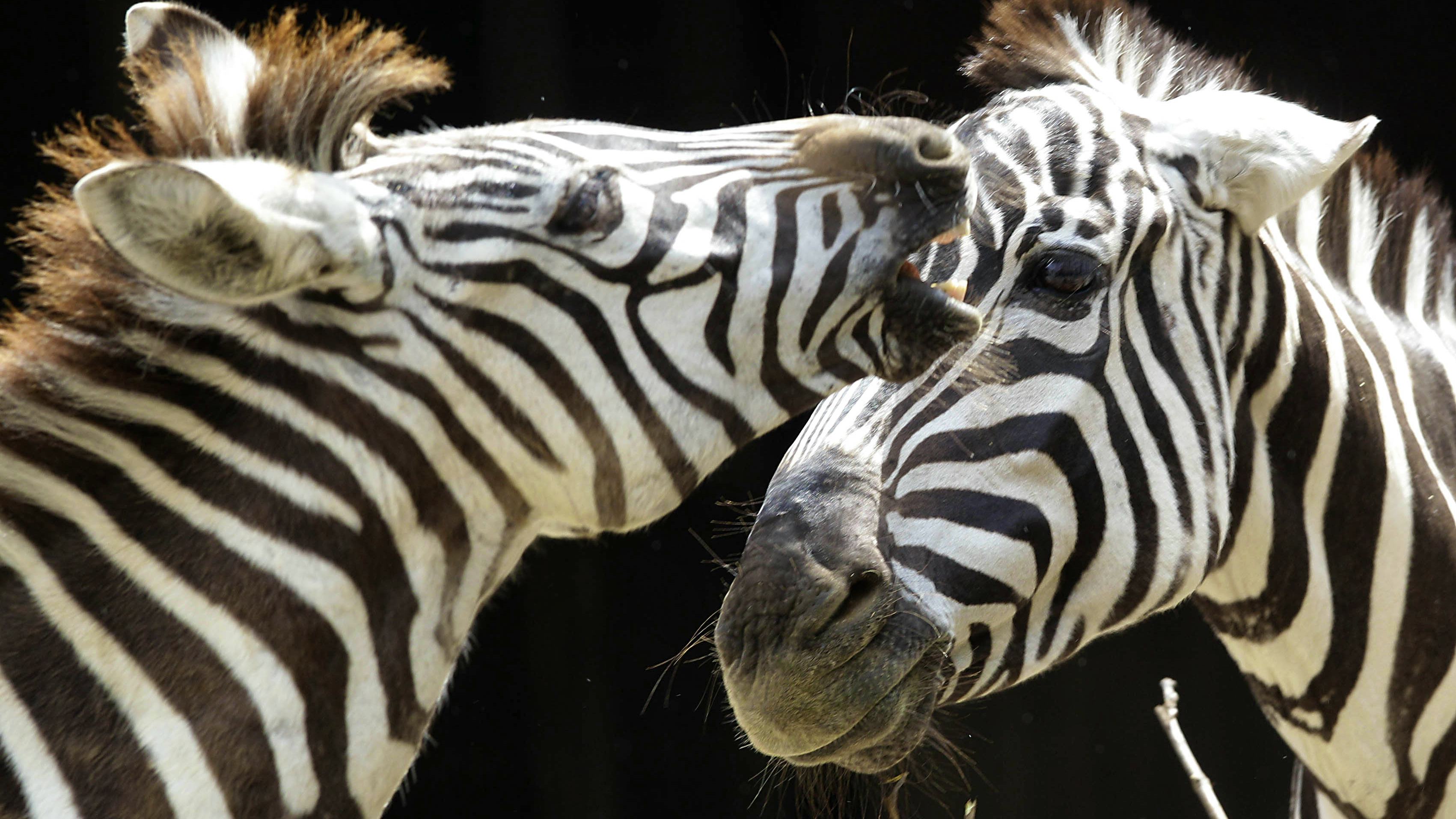 Newsela - Zoos step in to help save wild animals around the world