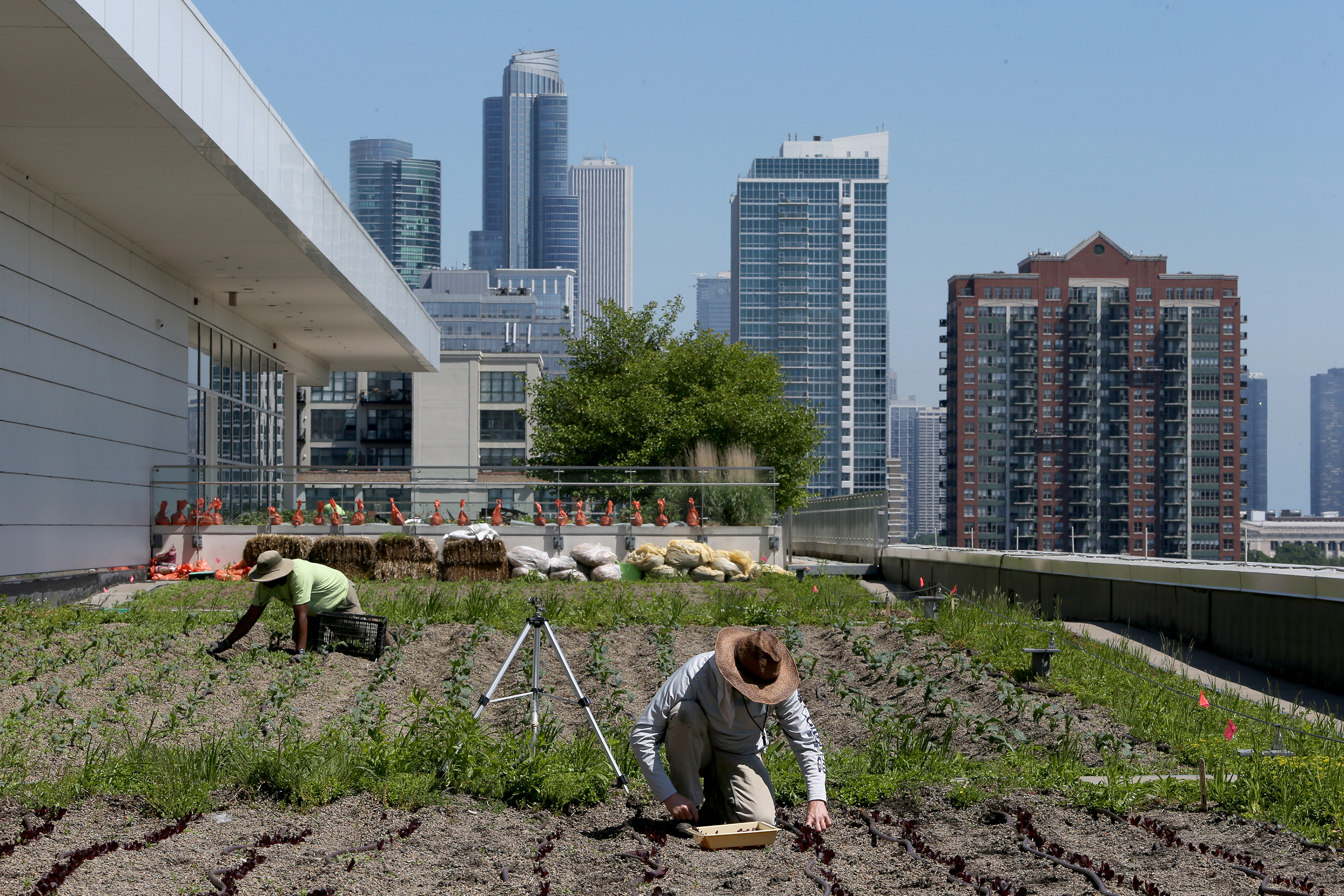 Newsela - Some farmers' fields are on the roofs of tall buildings!