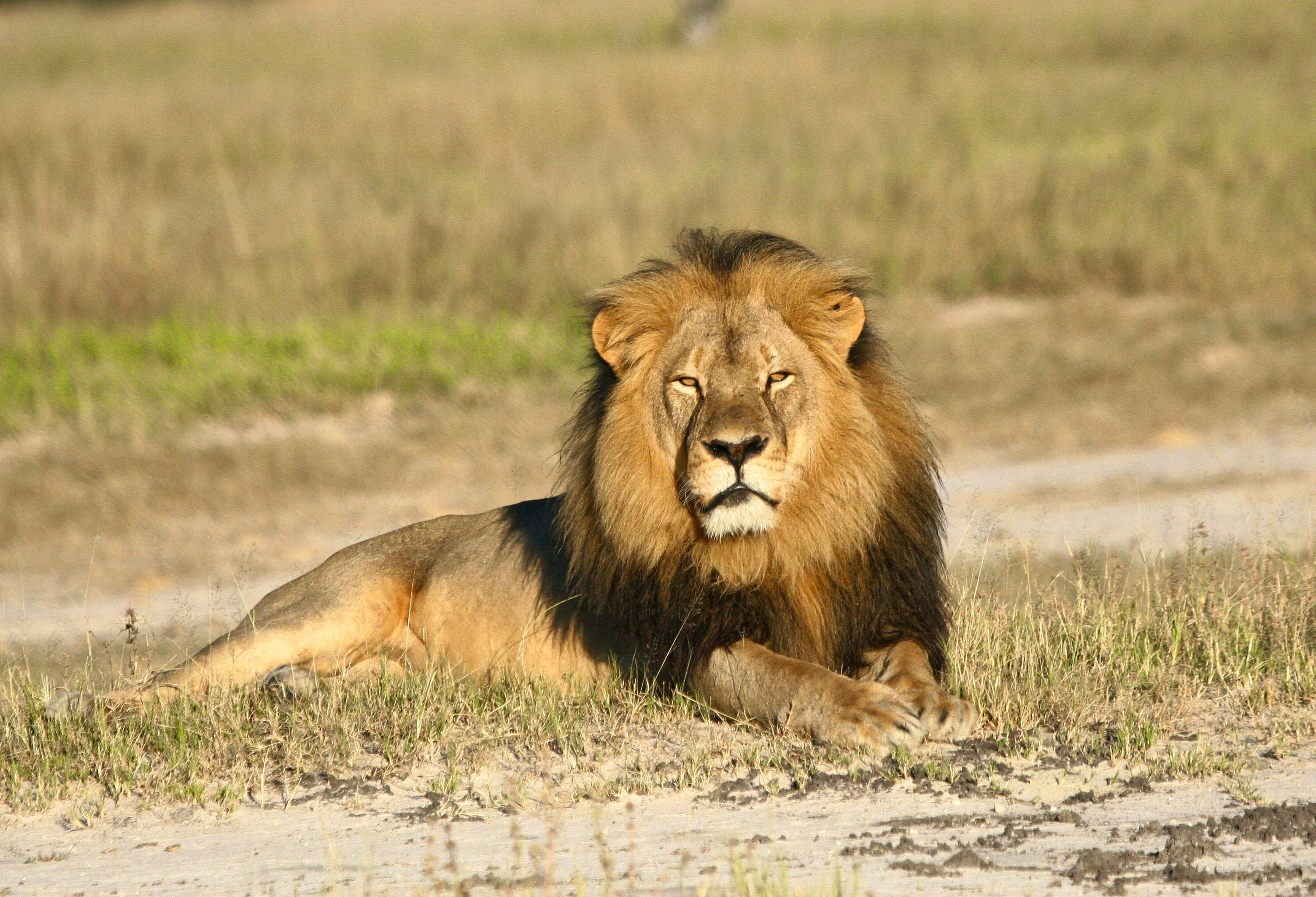 Newsela - Famous lion's has world angry hunts