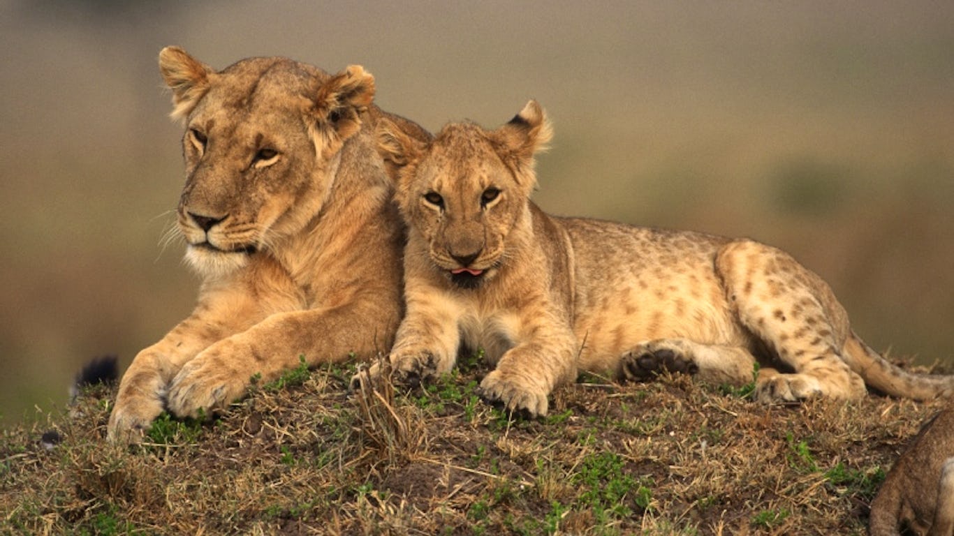 Newsela - Los leones, orgullo africano, desaparecen en África Occidental
