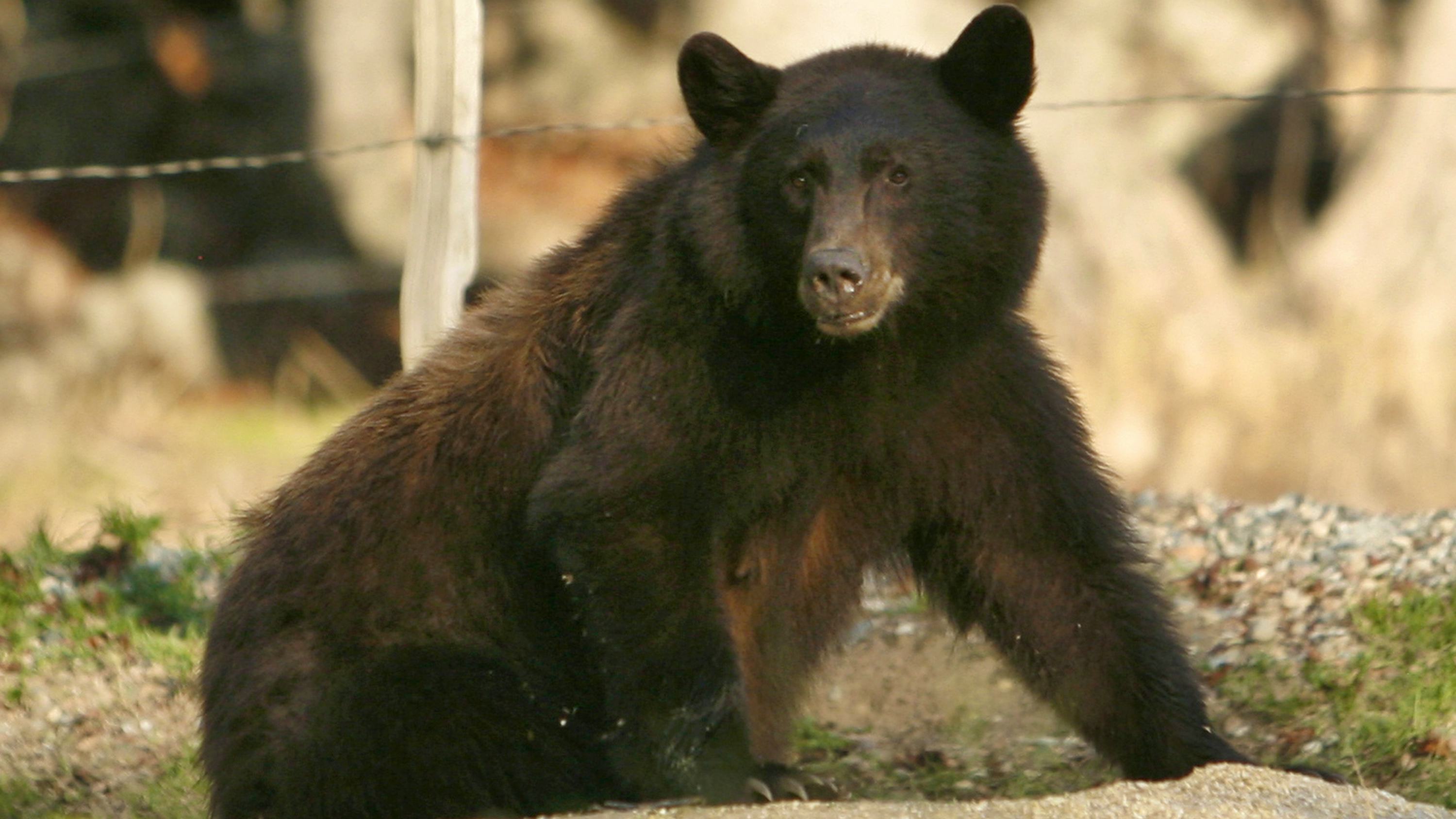 Newsela - Hungry bears look for food in town