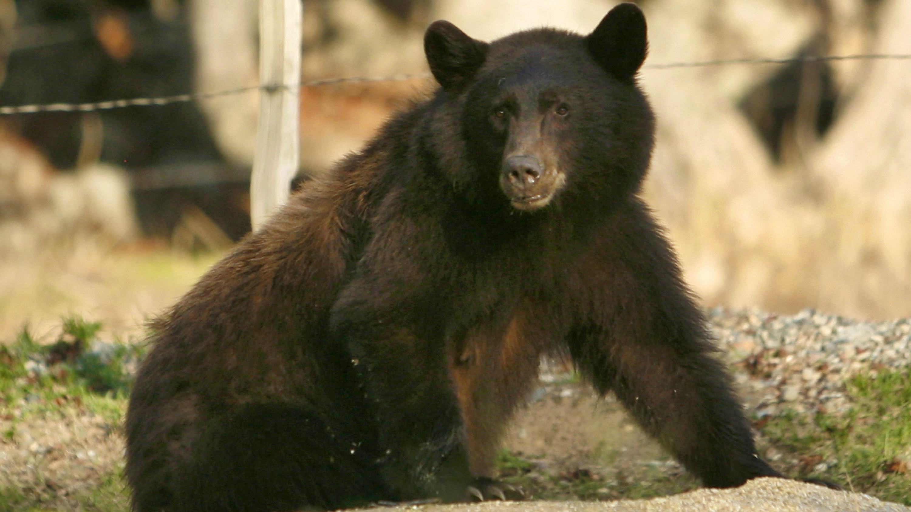 Newsela - Hungry bears look for food in town Newsela - Hungry bears look for food in town