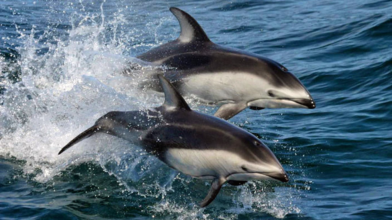 Newsela - Arctic ice is melting, and sea animals can now move to a different ocean Newsela - Arctic ice is melting, and sea animals can now move to a different ocean