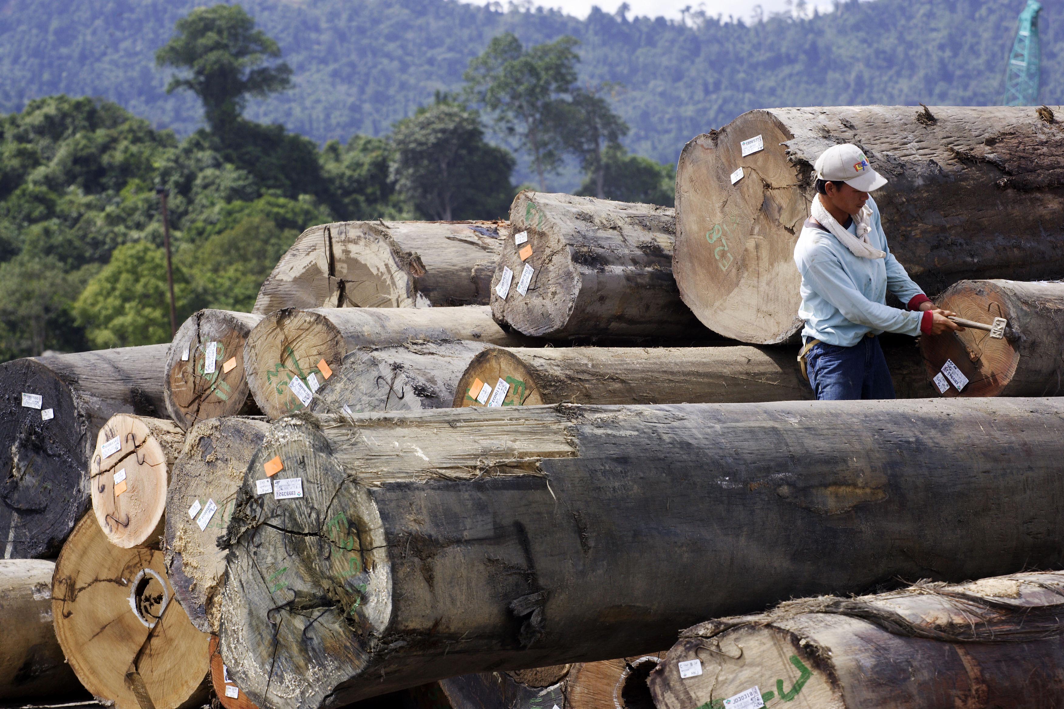 Порубленные деревья. Forest are cut down. People are cutting down the. Ecological problems presentation. Проект на тему don't cut trees down.