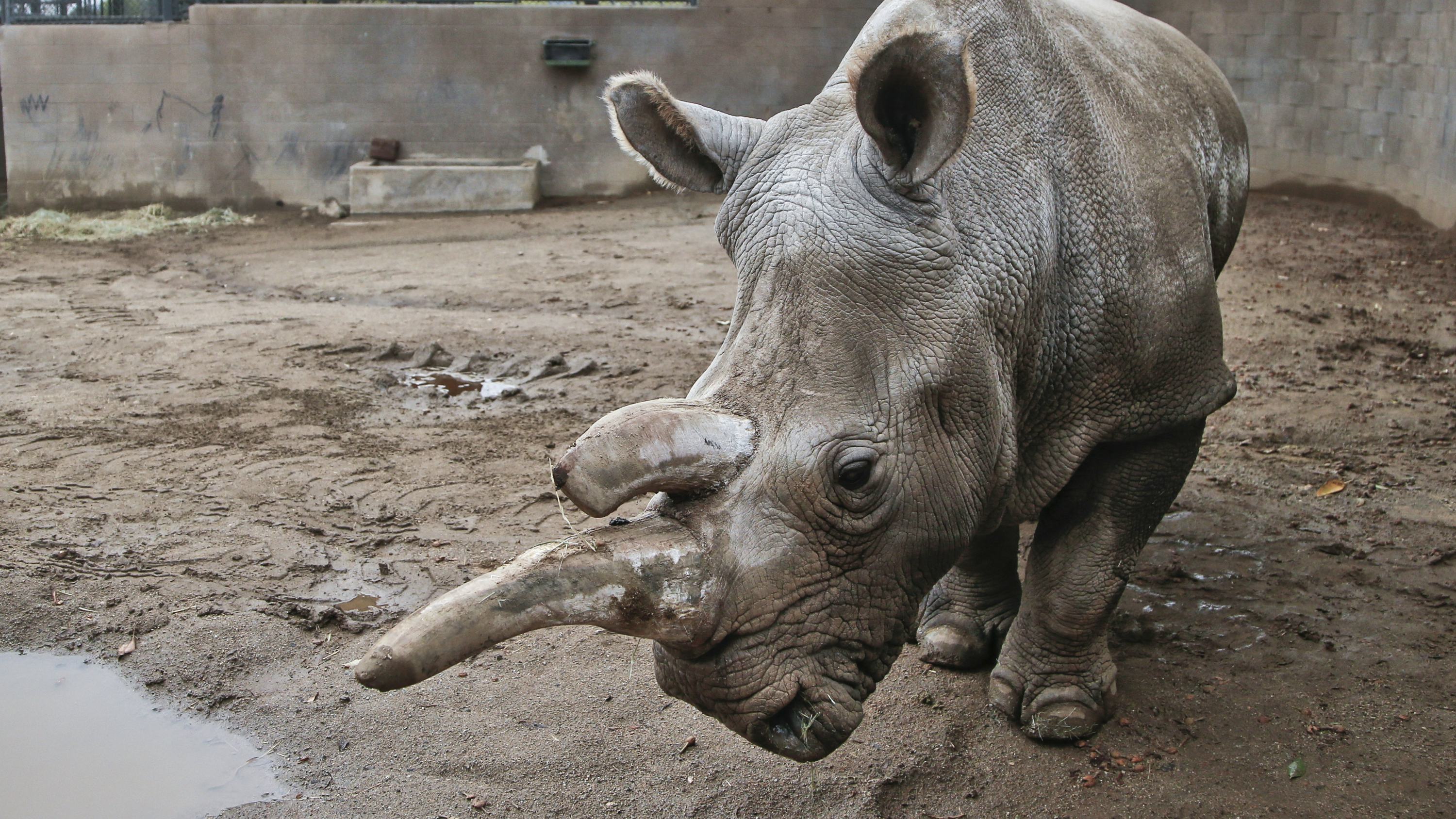 Newsela - Old age, illness force San Diego Zoo to put rare white rhino to  sleep