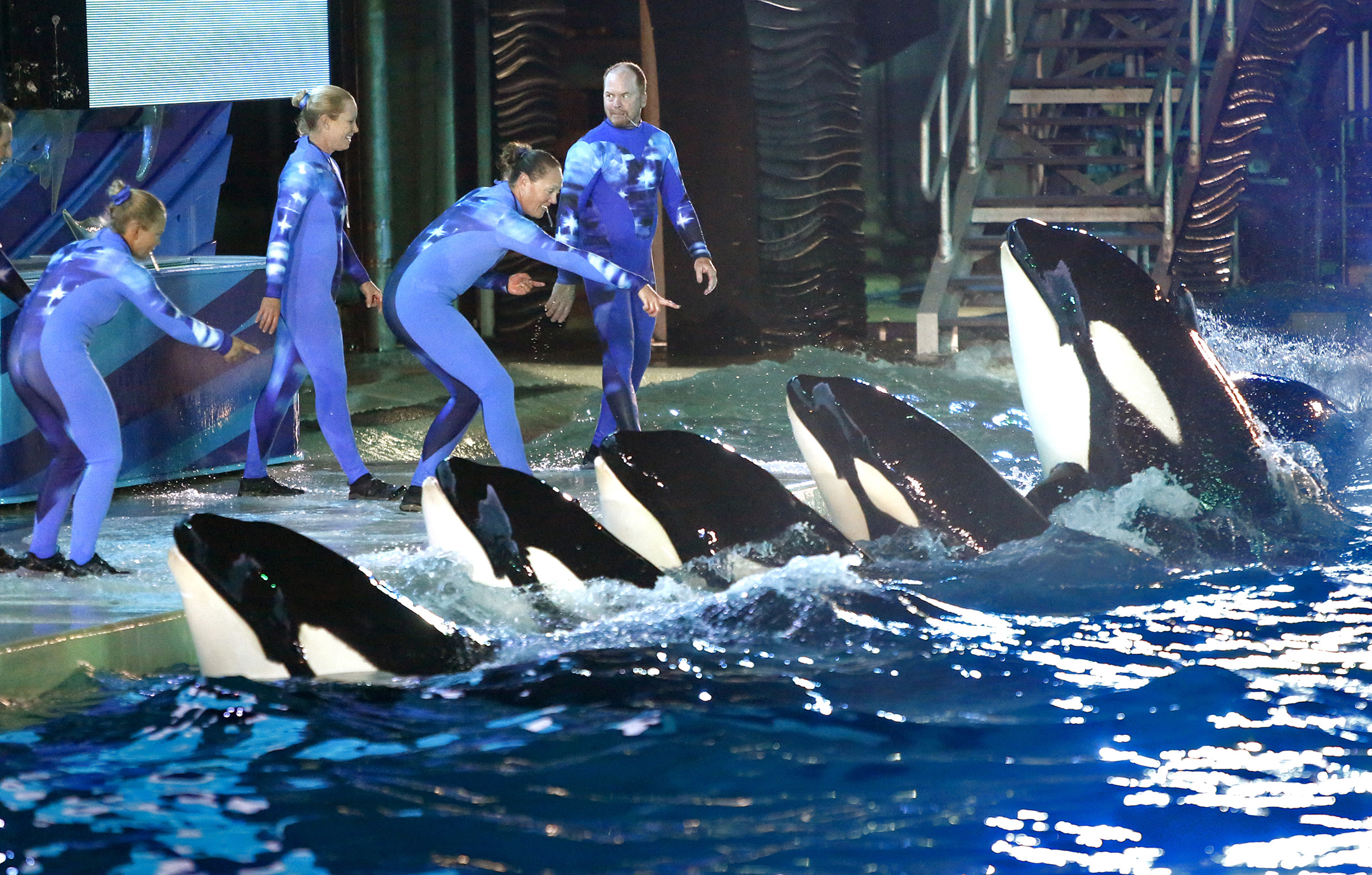 Newsela - Which is better for SeaWorld's killer whales: enclosures or ocean  sea pens?