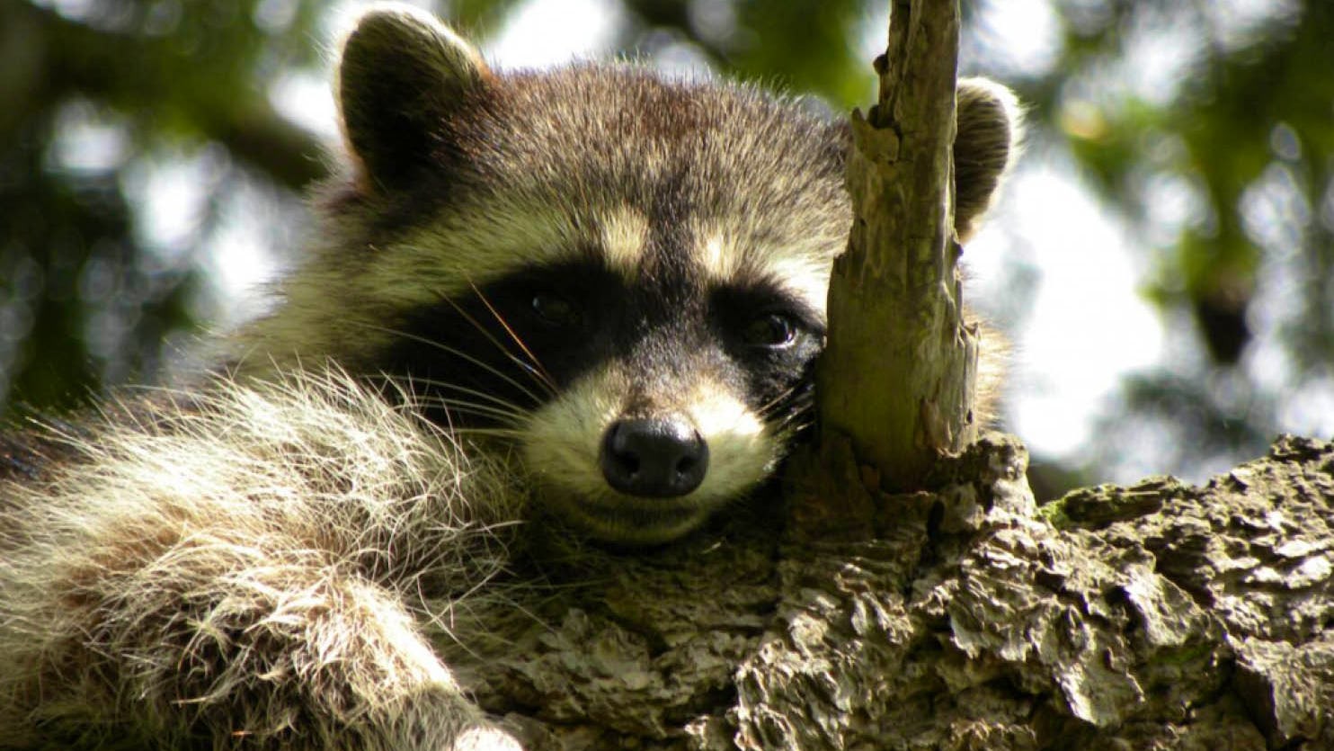 Newsela - Wild animals are losing their fear as largest predators disappear Newsela - Wild animals are losing their fear as largest predators disappear