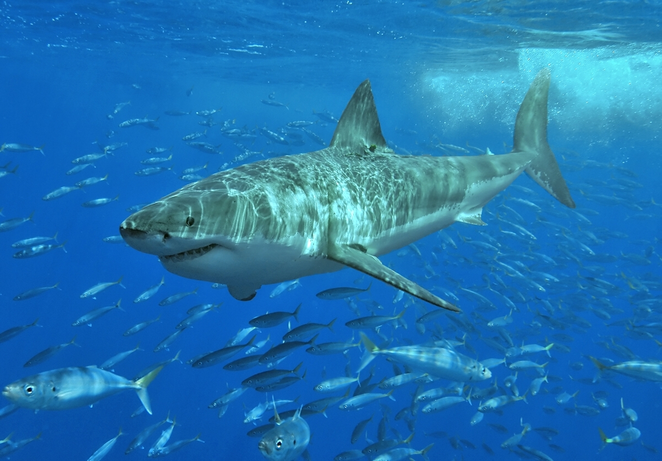 Newsela  Shark nets used at most beaches do not protect swimmers, research  suggests