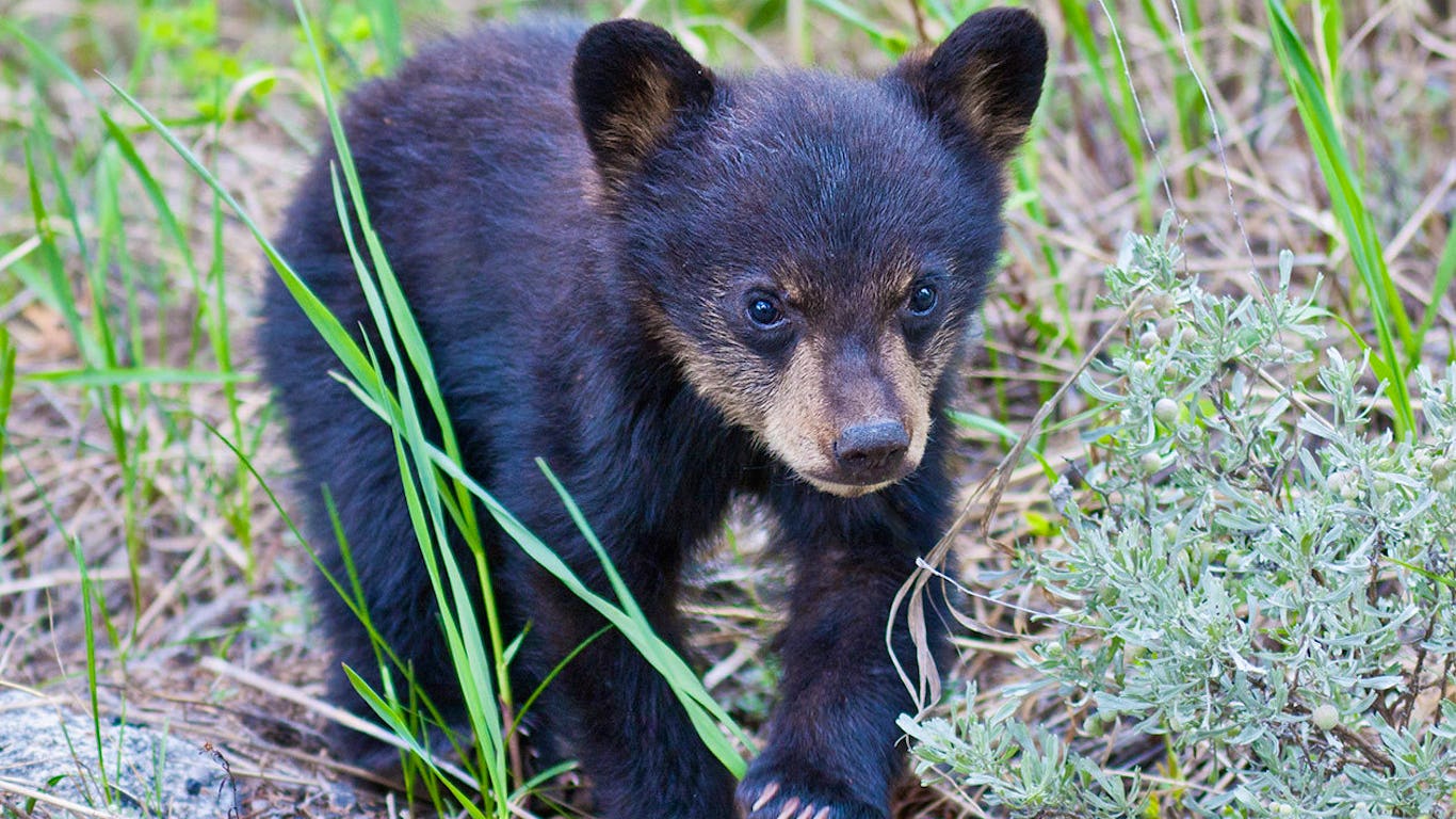 Newsela . takes black bear off list of plants and animals that are in  trouble