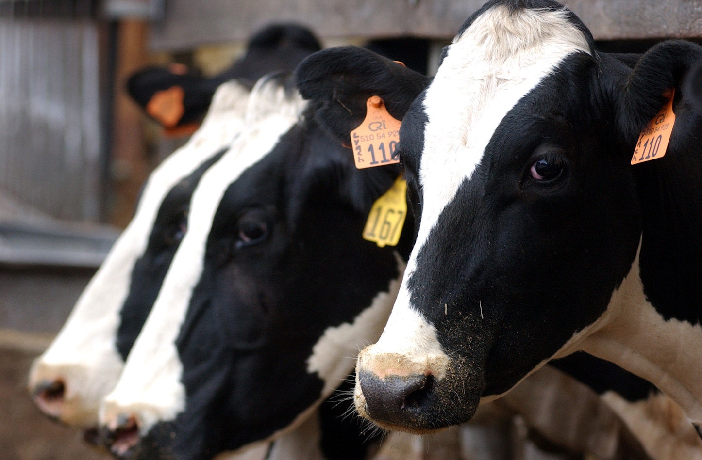 La energía de las vacas ya está aquí