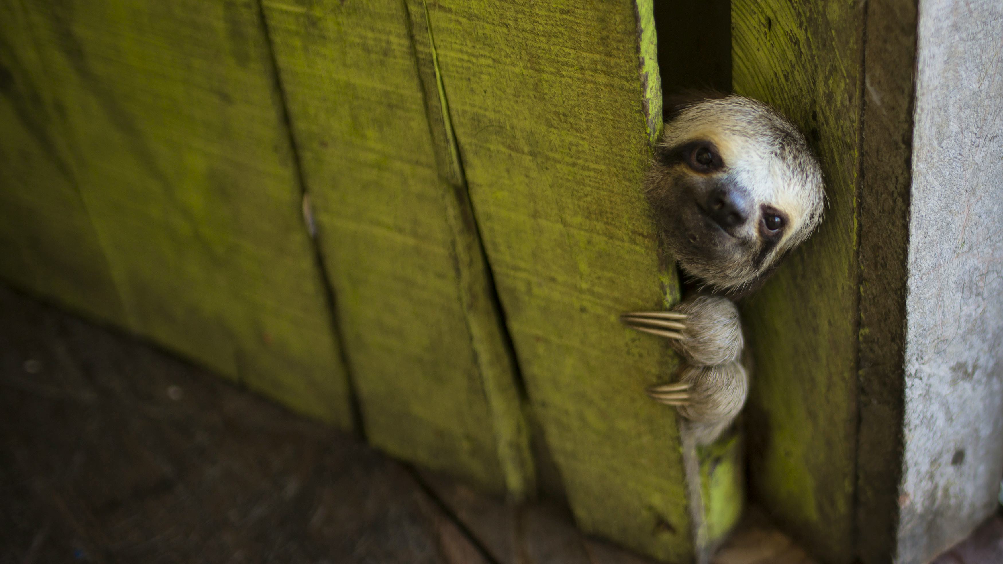 Newsela - Easy-going sloths in the jungle
