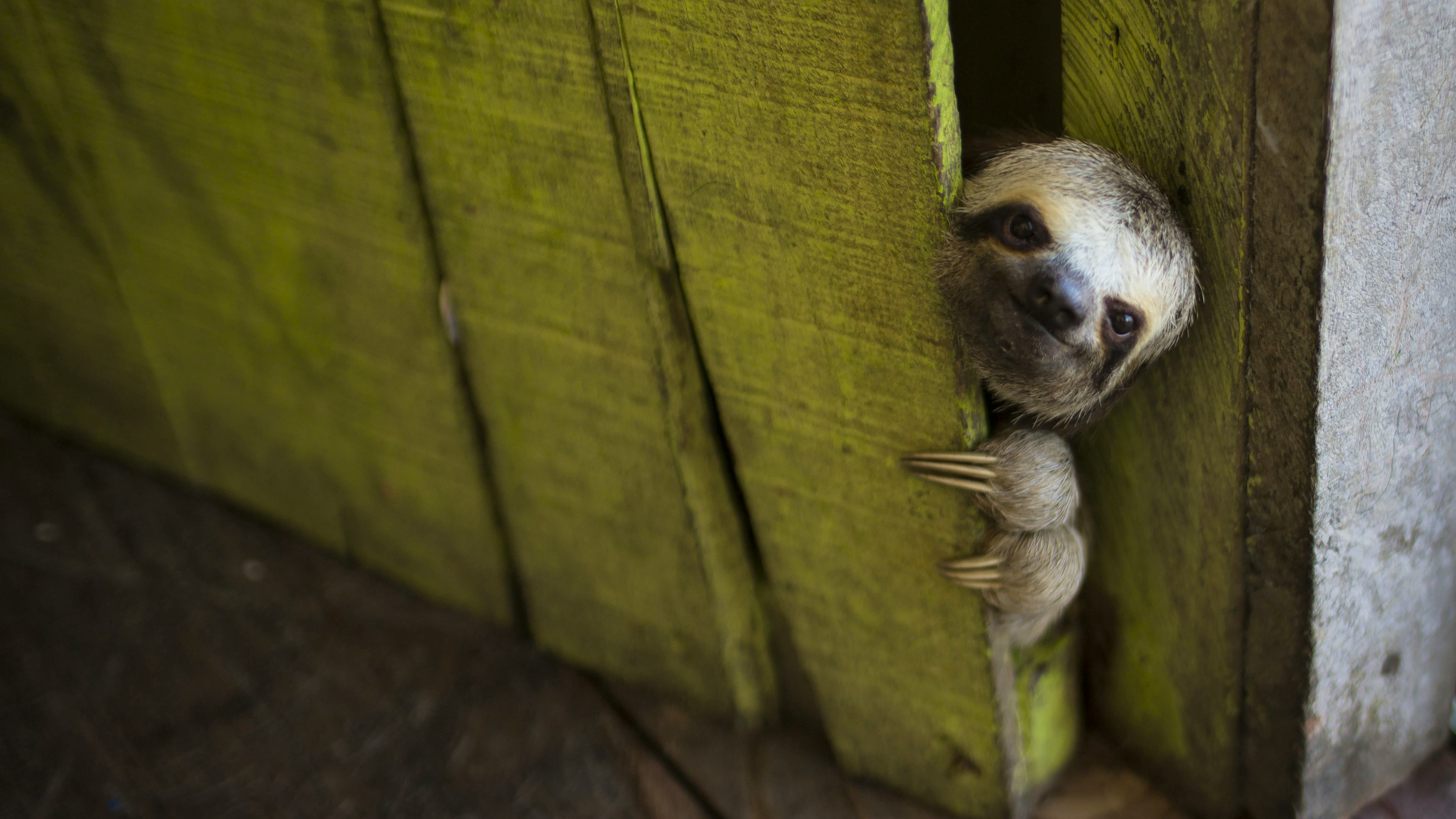 Newsela - Easy-going sloths in the jungle Newsela - Easy-going sloths in the jungle