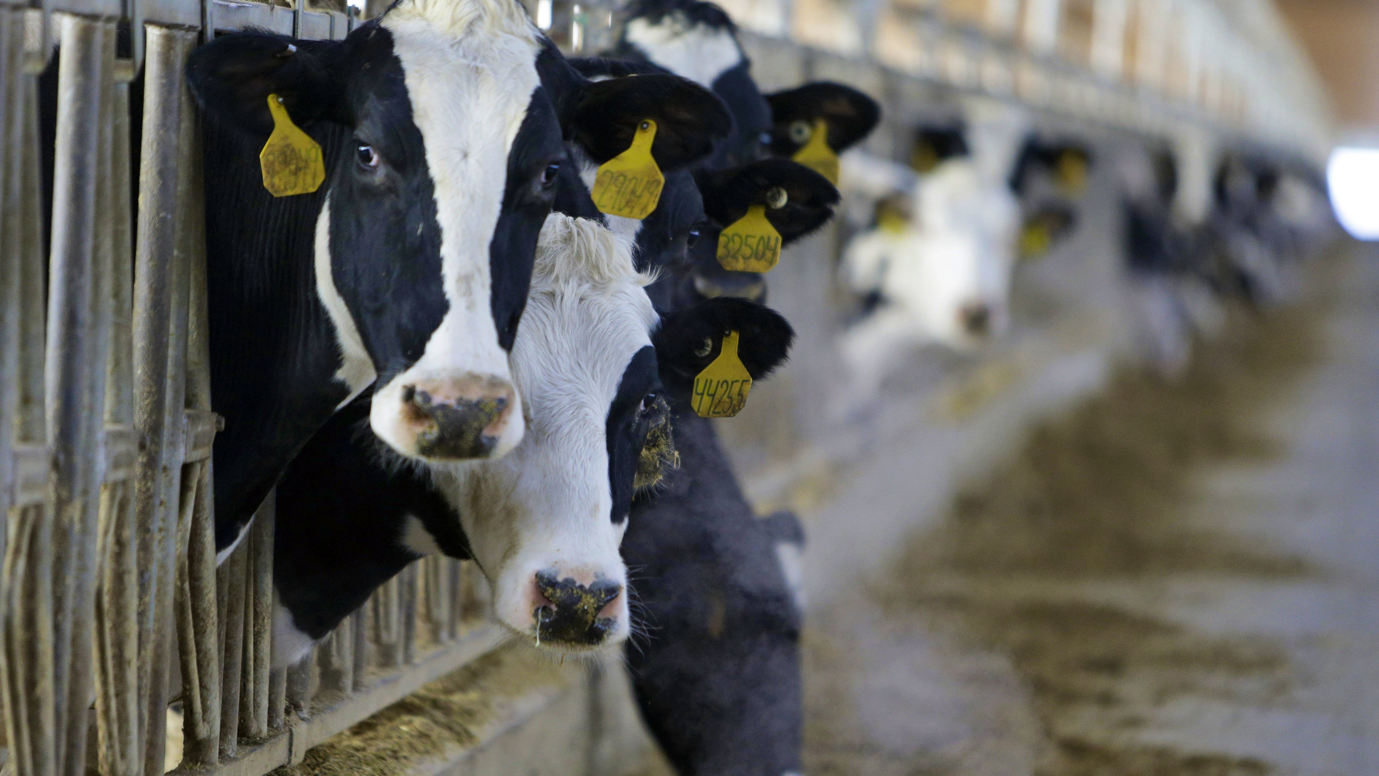 Newsela - Animal-free milk gets a little help from the farm Newsela - Animal-free milk gets a little help from the farm