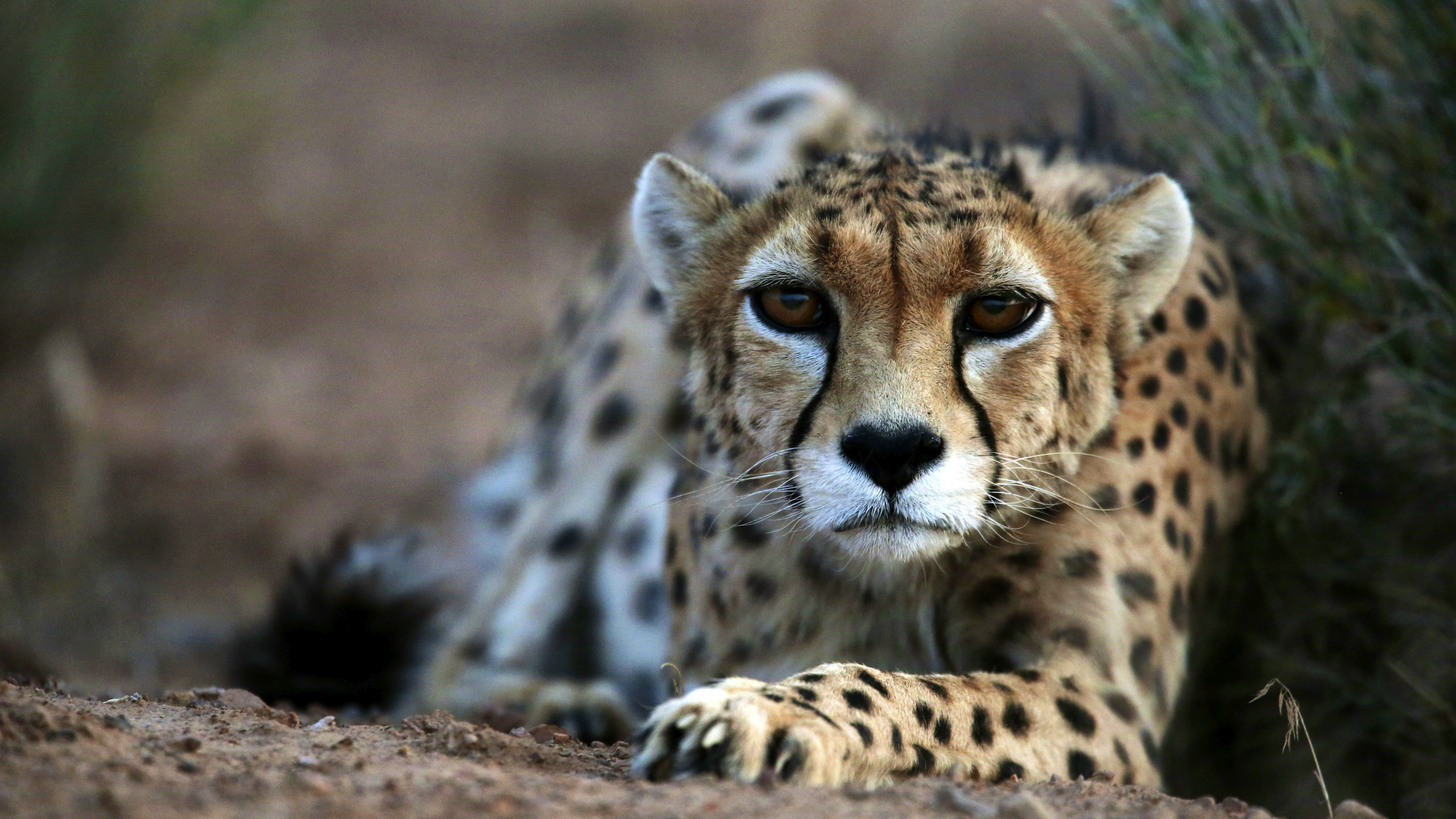 Newsela - Fastest animal on Earth, the Asiatic cheetah, is racing against  extinction