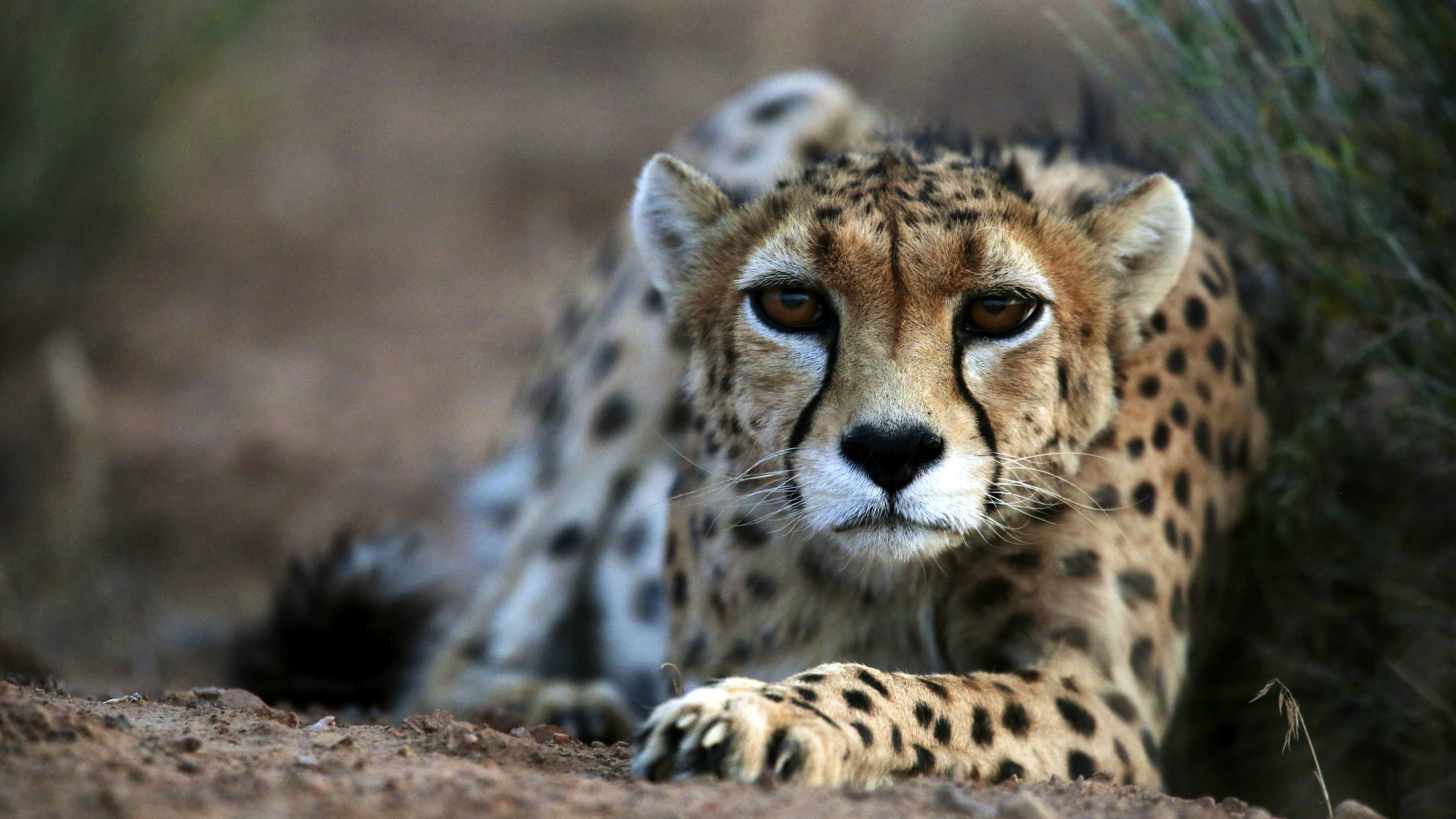 Newsela - Fastest animal on Earth, the Asiatic cheetah, is racing against extinction Newsela - Fastest animal on Earth, the Asiatic cheetah, is racing against extinction