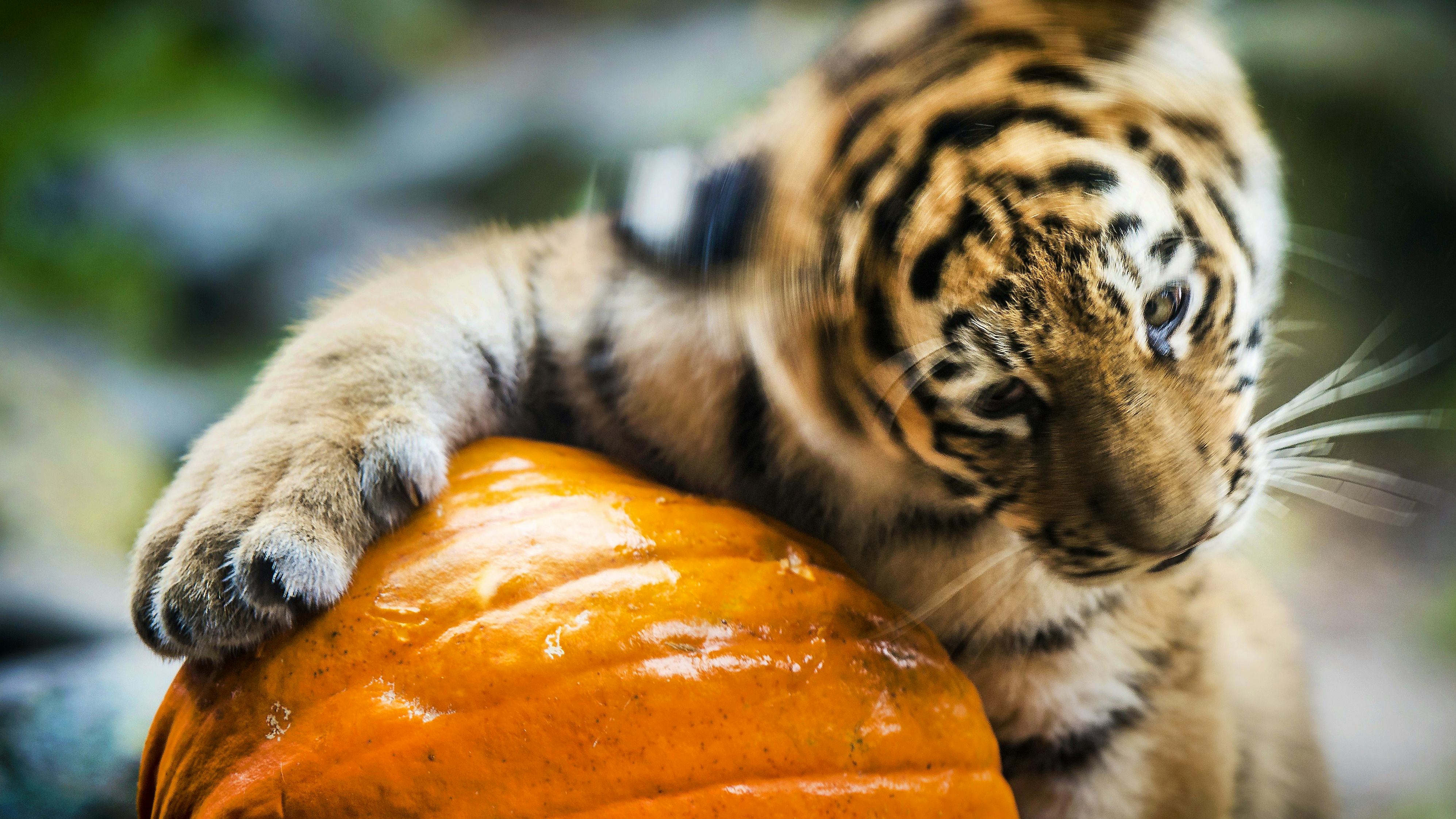 Newsela - Why do zoo animals get pumpkins? For play and public relations