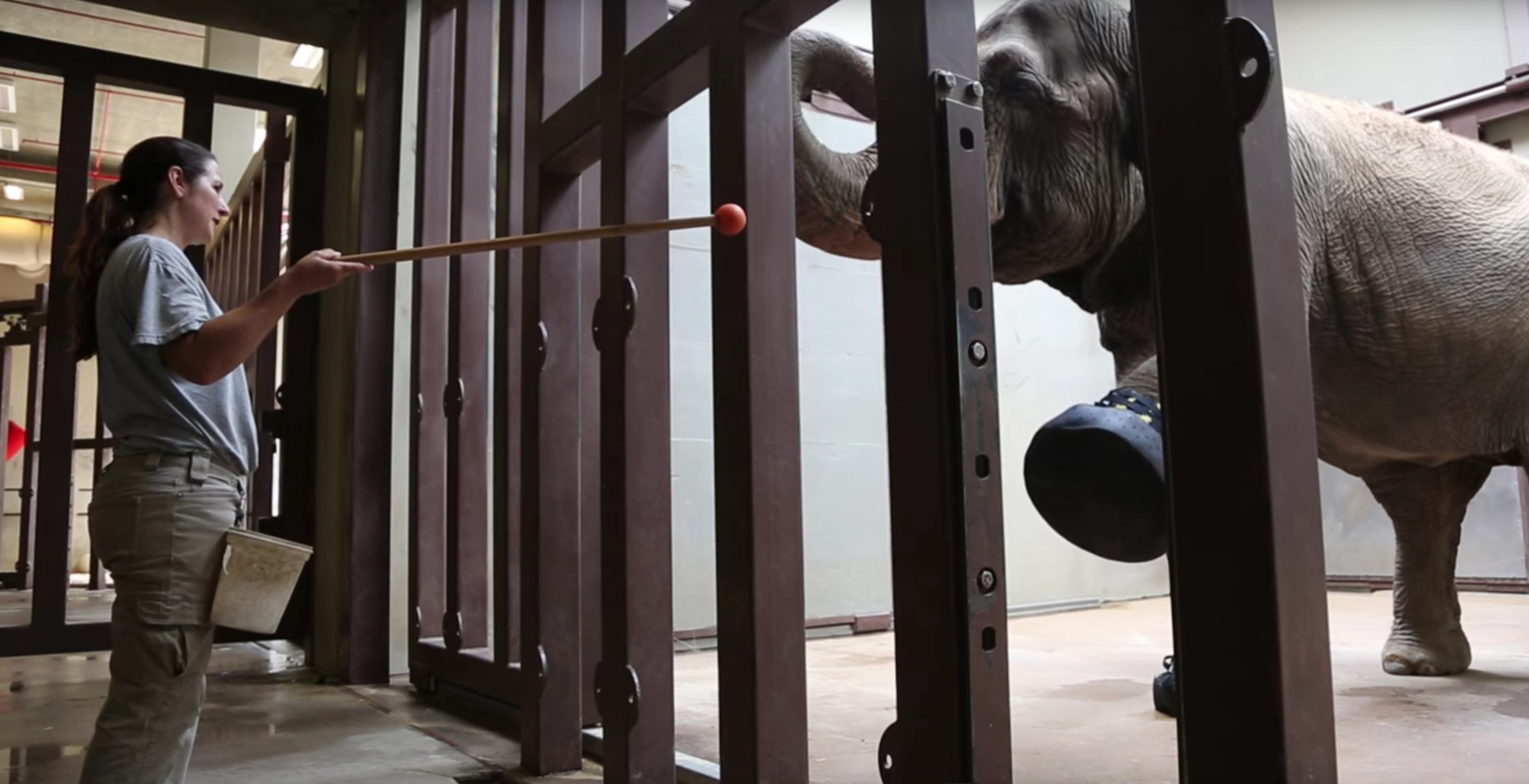 Newsela - Zoo orders size 20 shoes for 