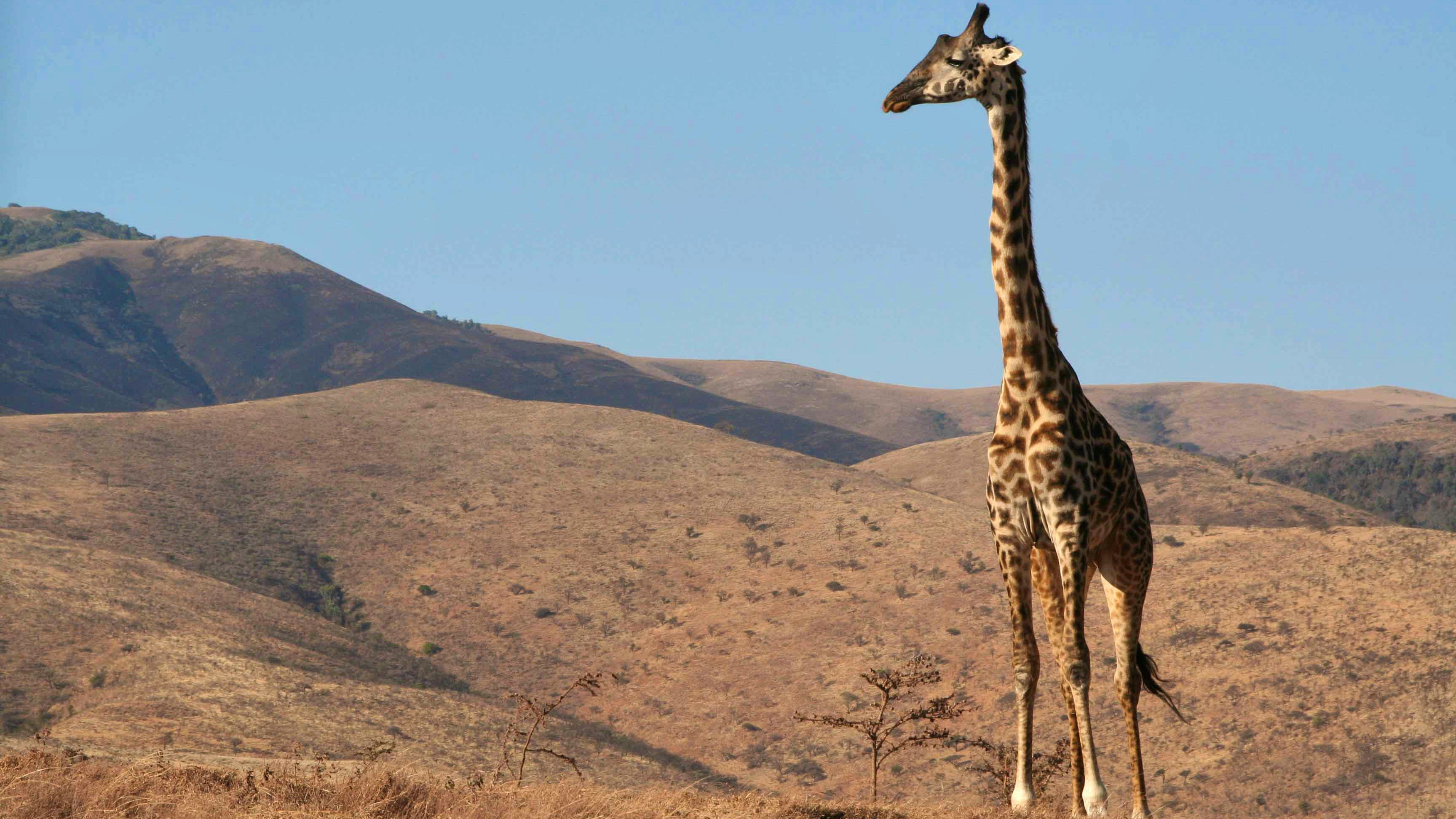 Newsela - The giraffe is the tallest animal, but its numbers are growing  short