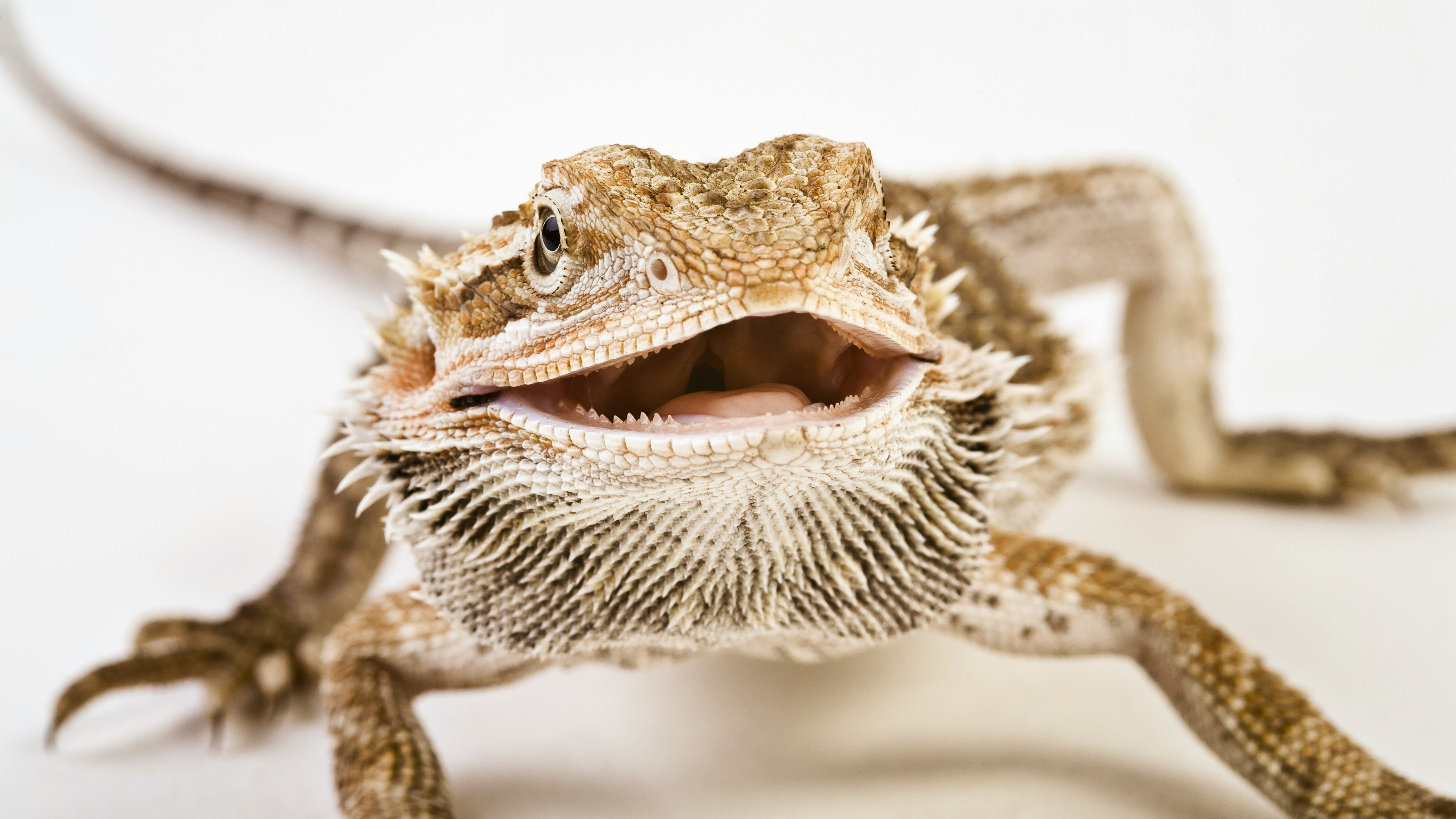 Newsela - Which animals pass gas? Scientists want to know Newsela - Which animals pass gas? Scientists want to know