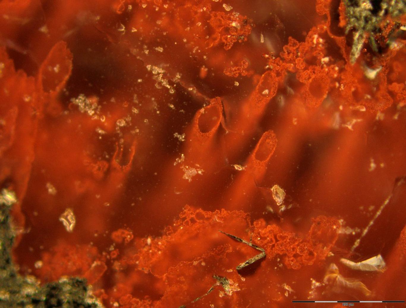 Newsela - Traces of ancient life found in fossils could date back   billion years