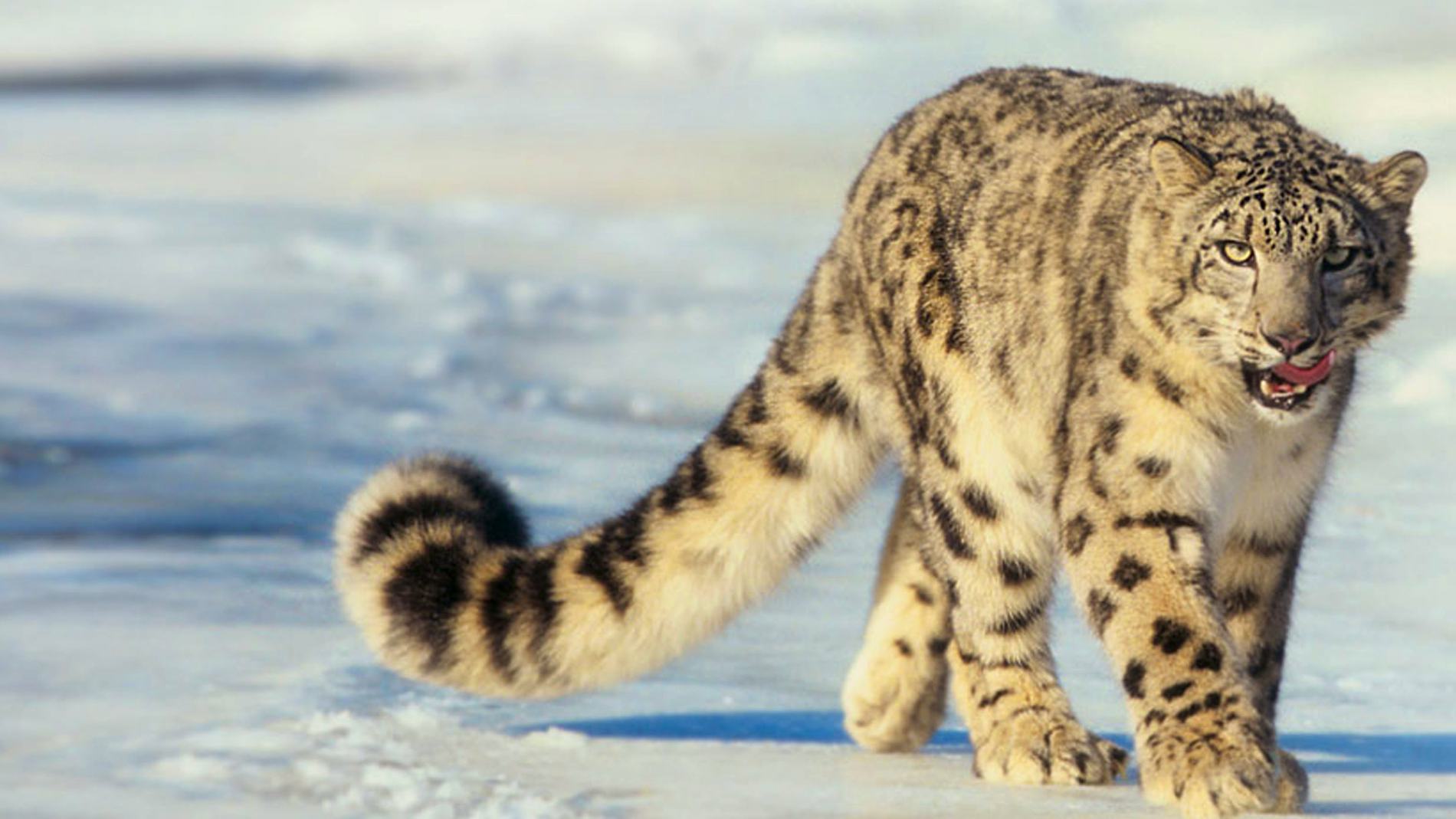 Newsela - Cameras in the wild help count the number of rare snow leopards  in Russia