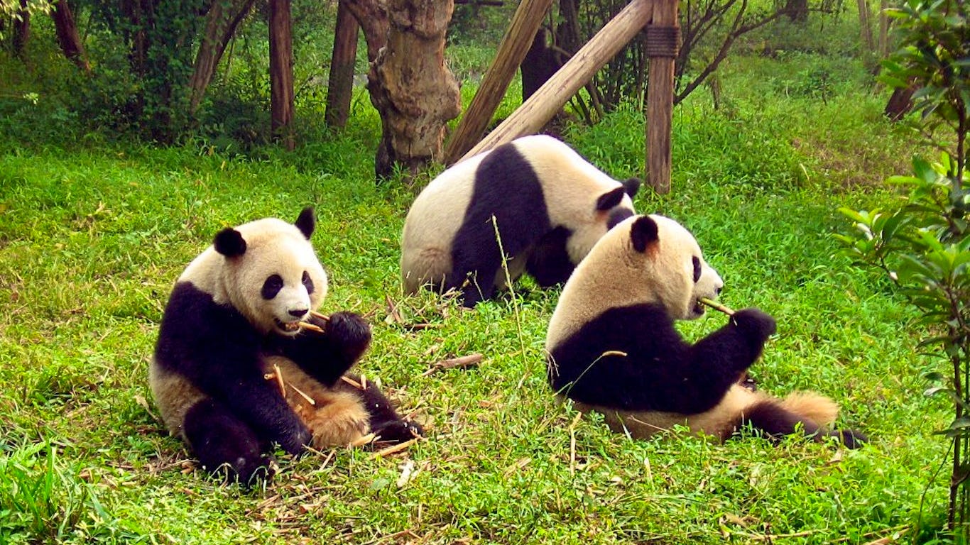 Newsela - China's giant pandas are getting a huge mountain range all to  themselves