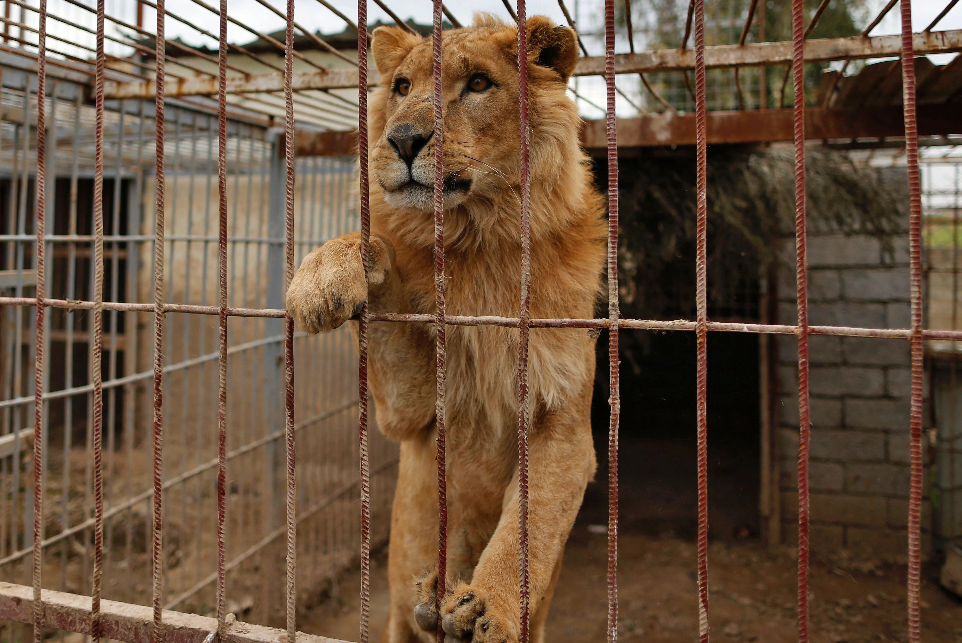 Animal rescue group saves bear and lion left by ISIS to die in Iraq zoo