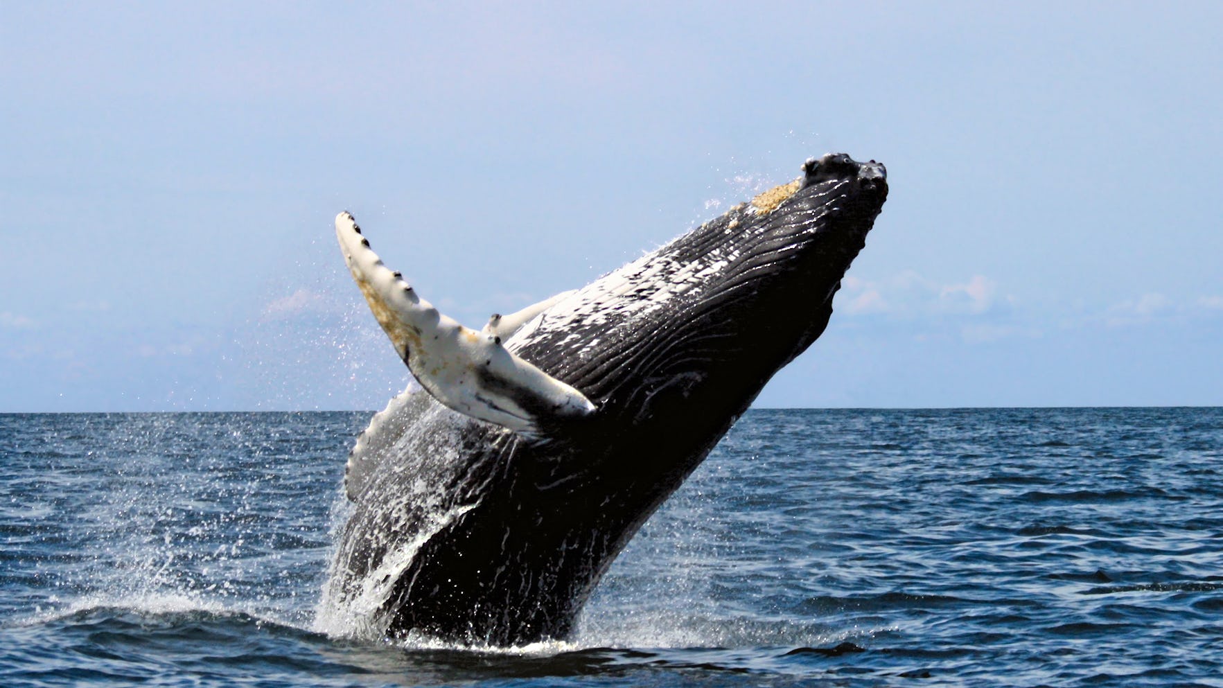Newsela - Scientists figure out how largest animals on the planet got to be so big Newsela - Scientists figure out how largest animals on the planet got to be so big