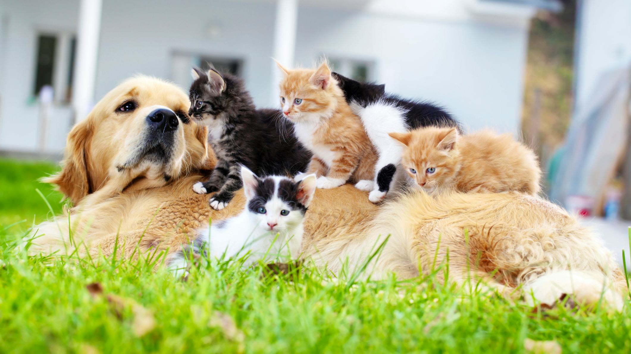 Newsela - The reason we like cats or dogs goes way back in history