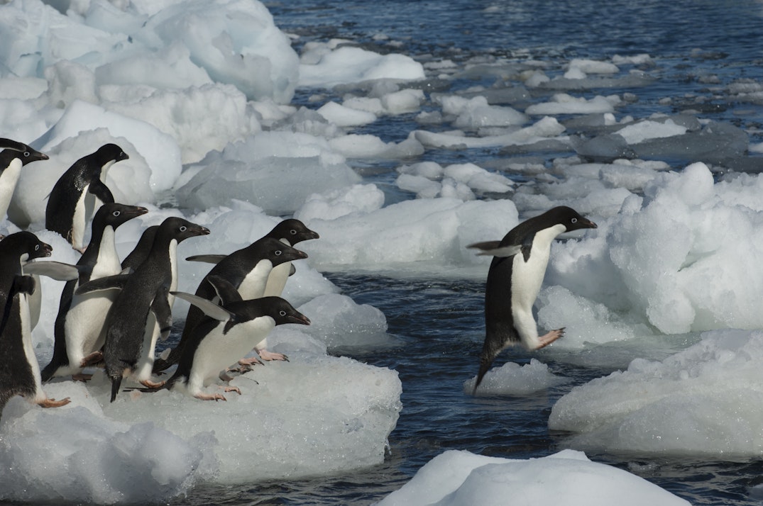 Animal Atlas: Meet the animals of Antarctica