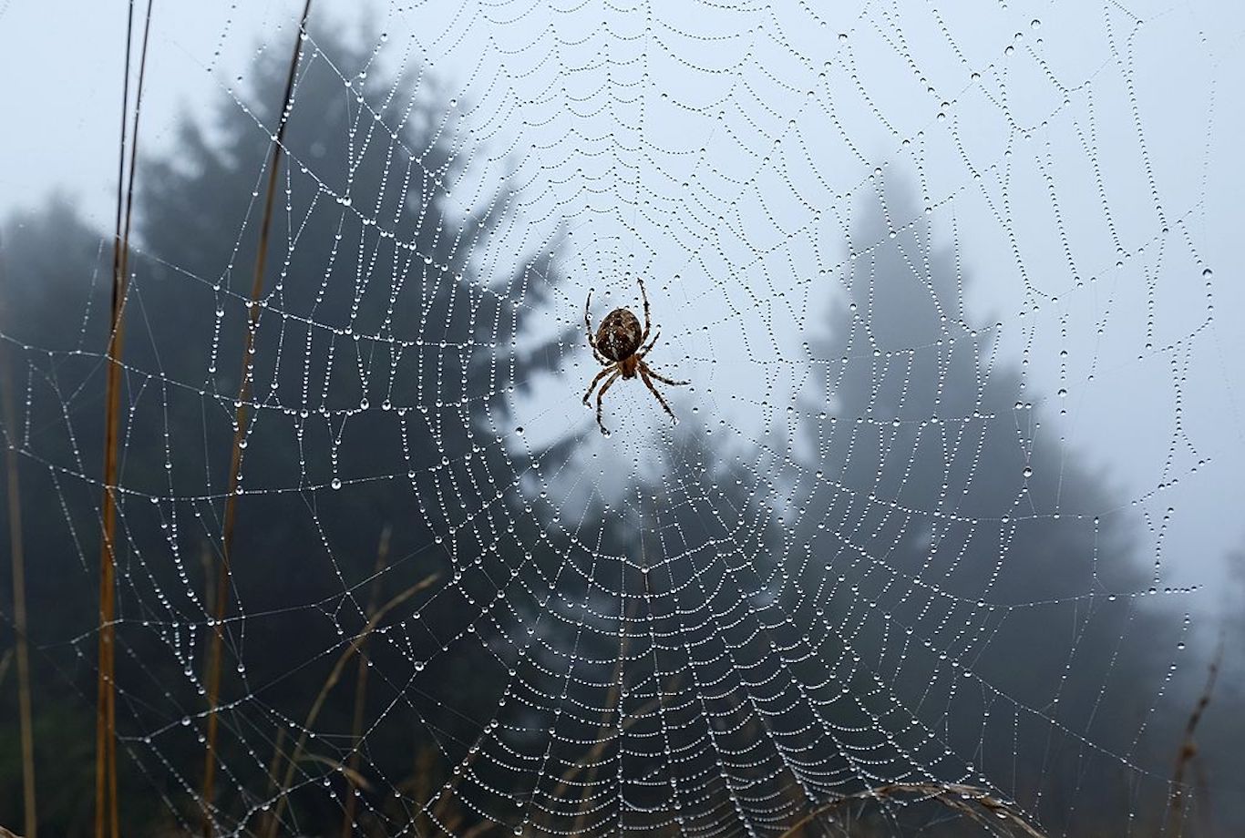 Newsela | Artificial spider silk that can be used for stitches and