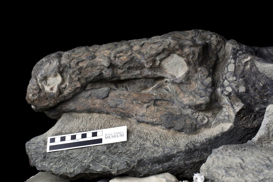 Los científicos estudian un fósil de dinosaurio en busca de pistas sobre la  vida en el Cretácico - Newsela