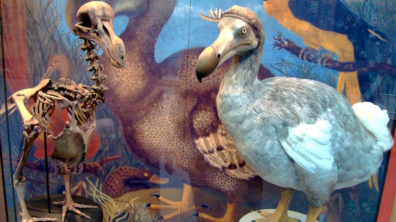 Newsela - Researchers learn about extinct dodo bird's reproductive cycle