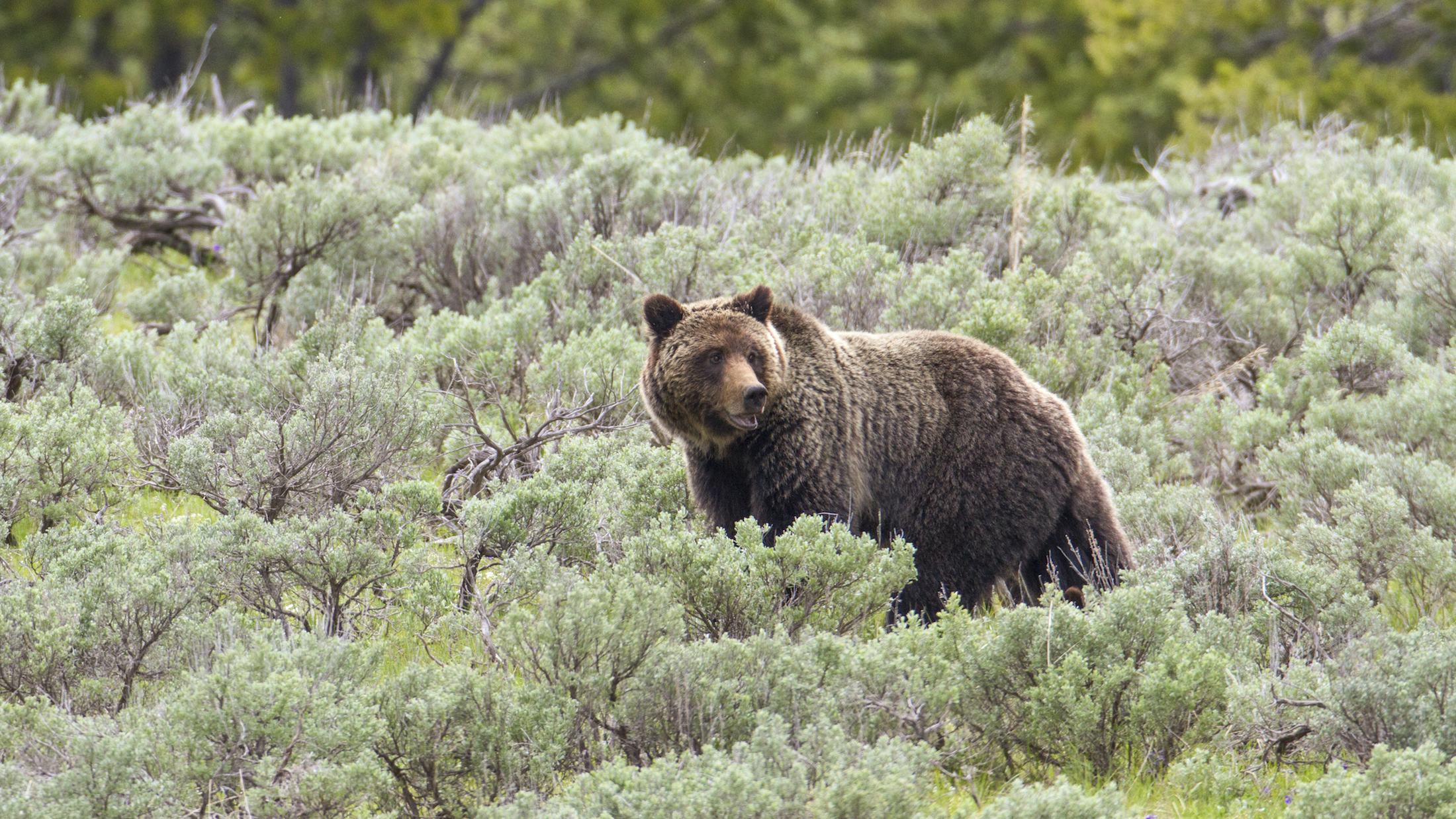 Newsela - Can humans live in harmony with grizzly bears, or are they enemies? Newsela - Can humans live in harmony with grizzly bears, or are they enemies?