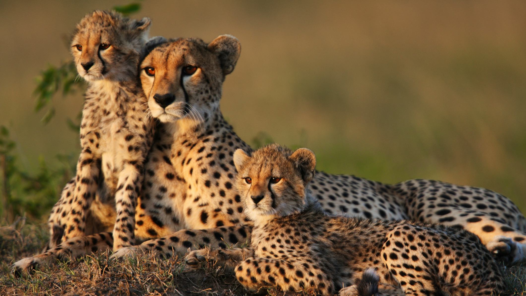 Newsela - Cheetahs could be in danger of going extinct