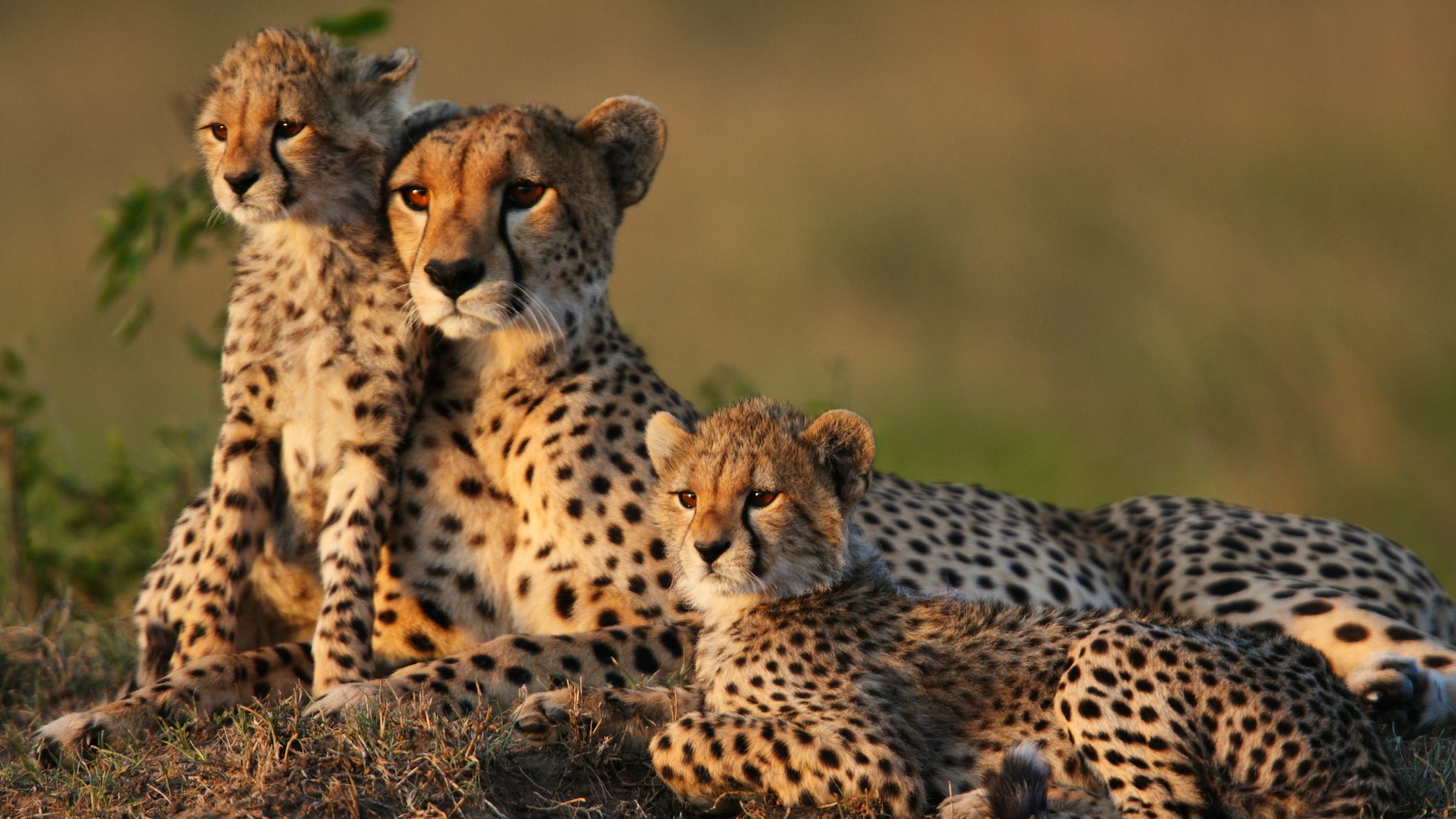 Newsela - Cheetahs could be in danger of going extinct