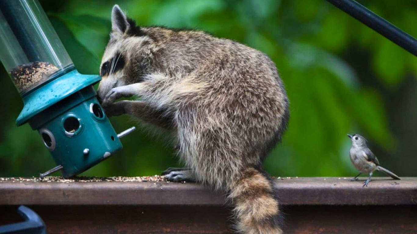 Newsela - Raccoons may beat out cats and dogs as smartest animal
