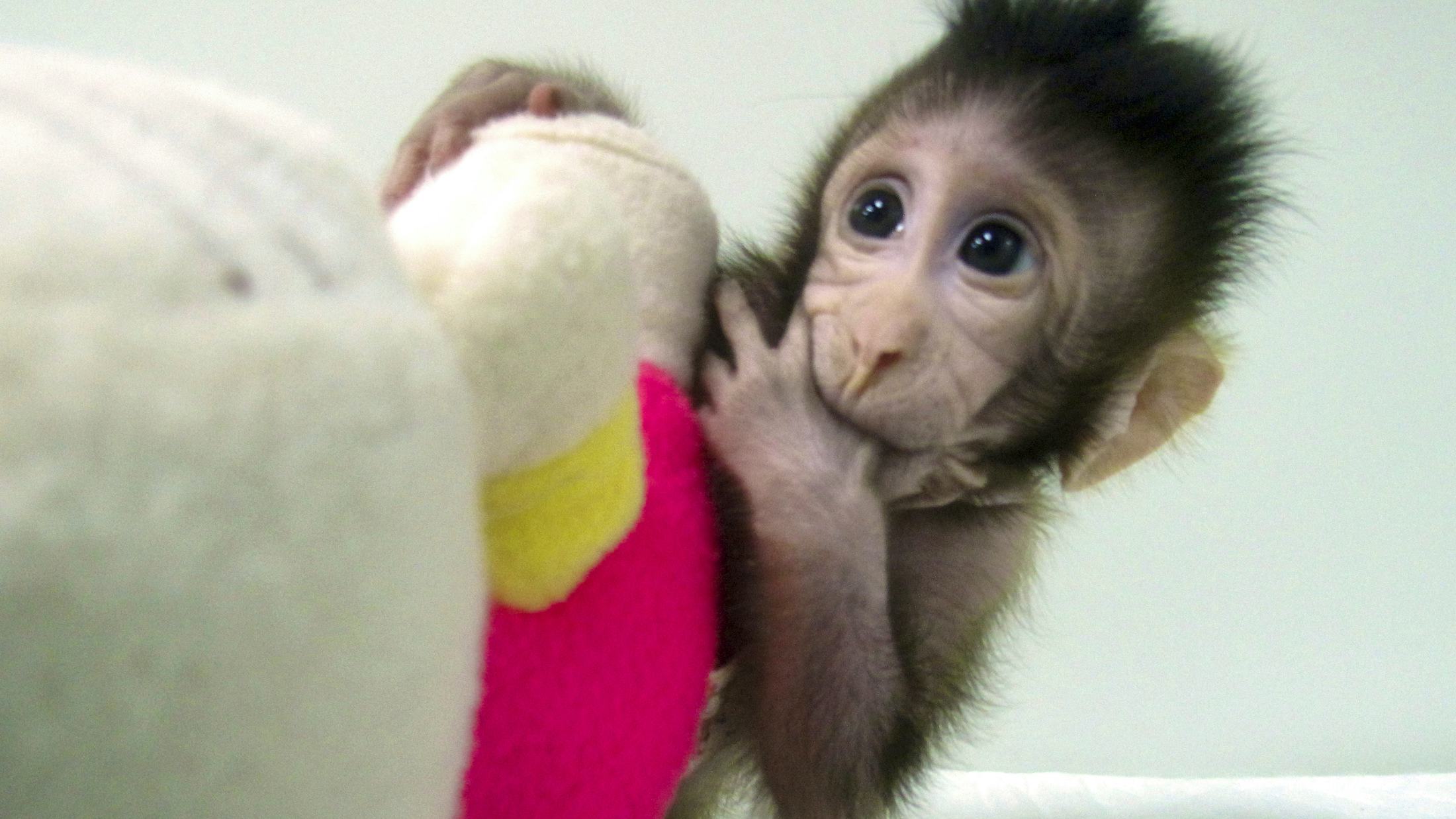 Newsela - Meet two baby monkeys who were cloned in China