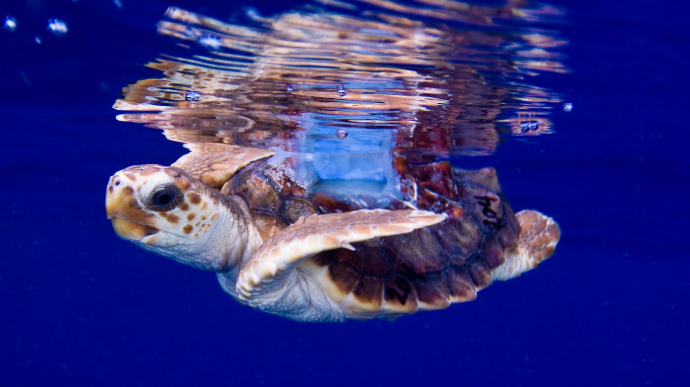 Newsela - From turtles to whales, marine animals have the same moves