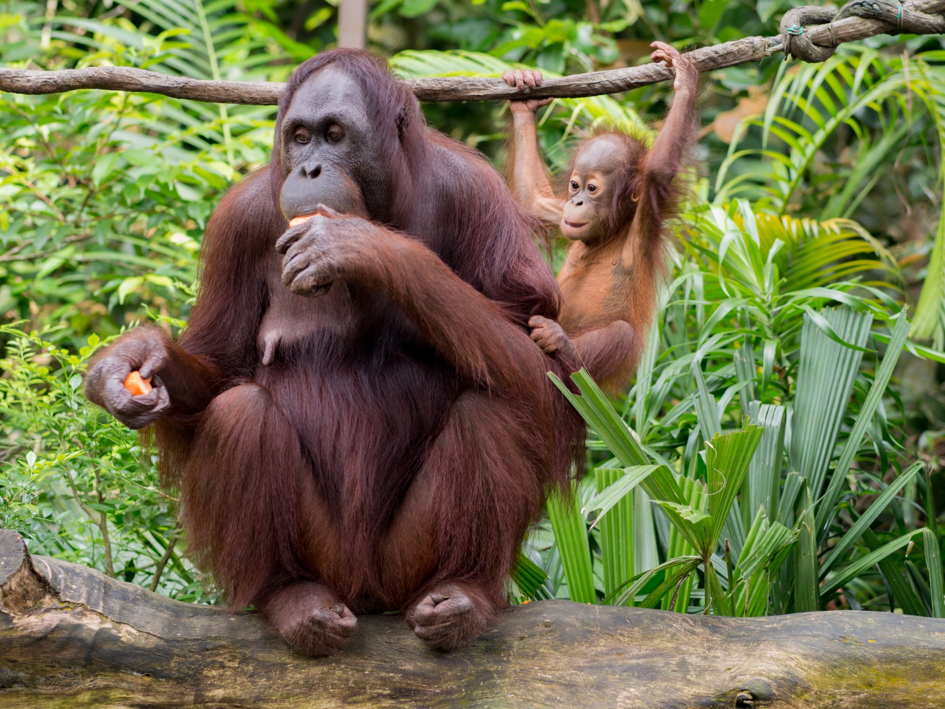 Newsela Researchers find Borneo's orangutan population is quickly