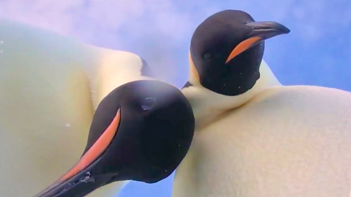 Newsela - Cool pics: Antarctic penguins snap selfies with scientist's camera
