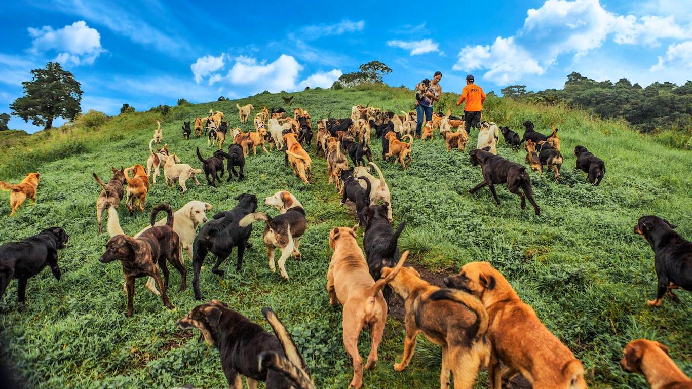 Newsela - This Costa Rican paradise shelters more than 1,000 stray dogs